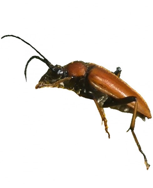 escarabajo-longuicornio.png
