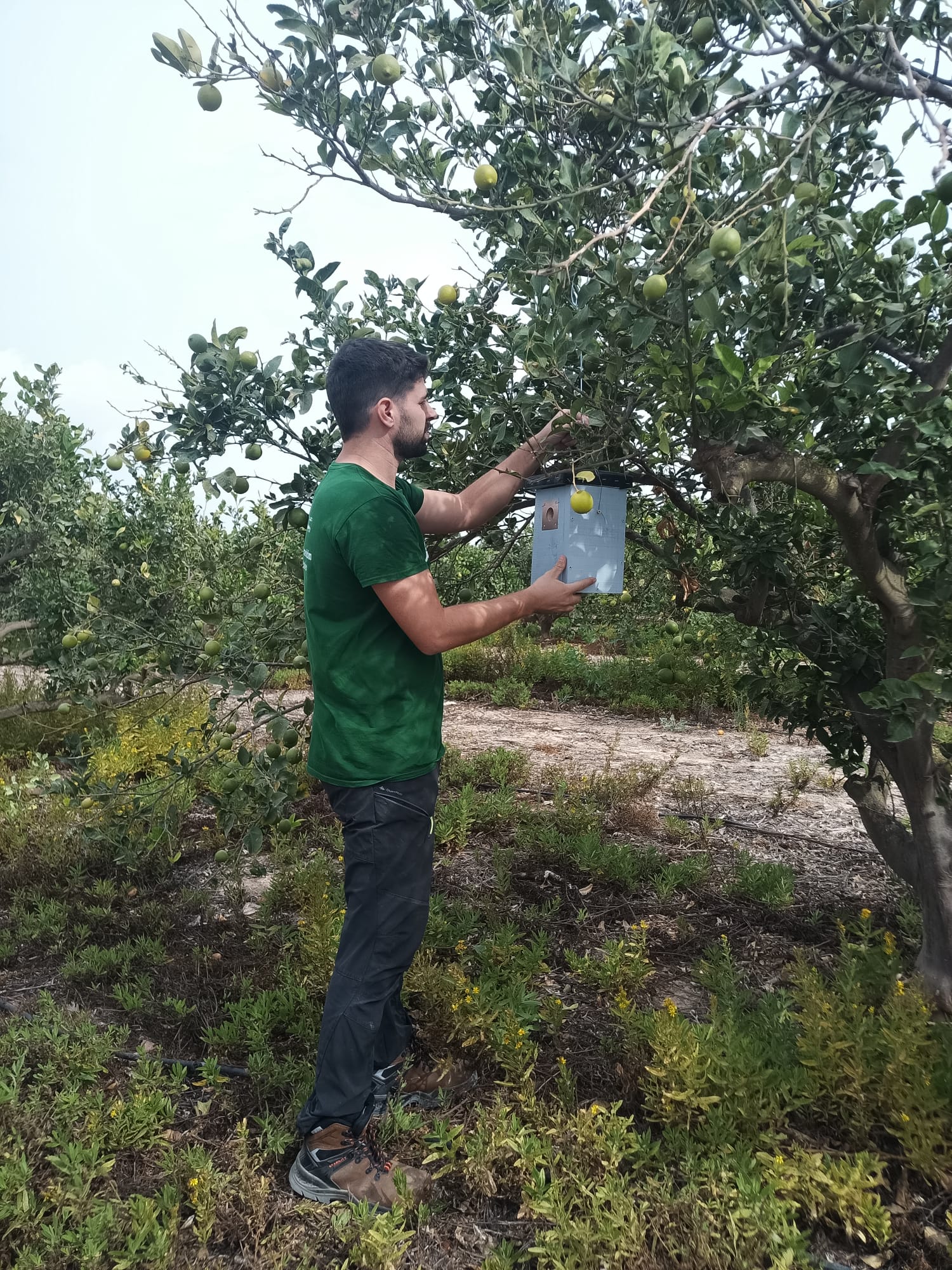 Instalación de caja nido para páridos en un limonero de una de las fincas participantes en el proyecto. Foto: AgriConCiencia