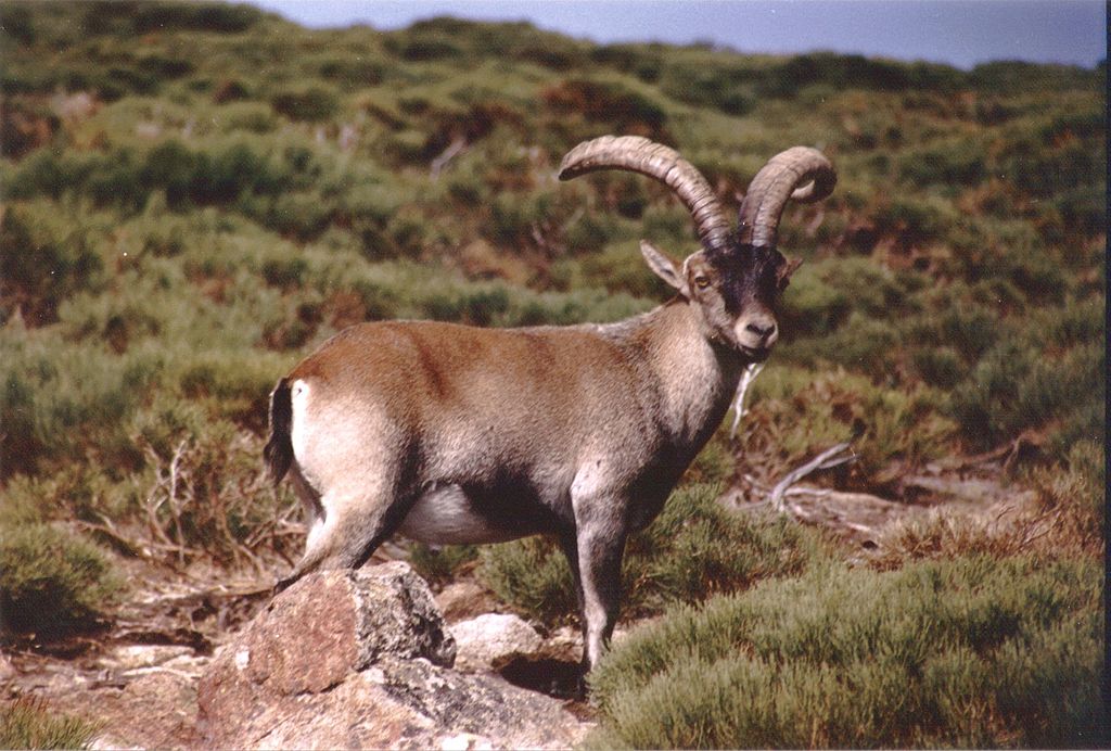 Macho de cabra montés. Imagen: Javier García Diz, (https://es.wikipedia.org/wiki/Capra_pyrenaica#/media/Archivo:Capra_pyrenaica.jpg)