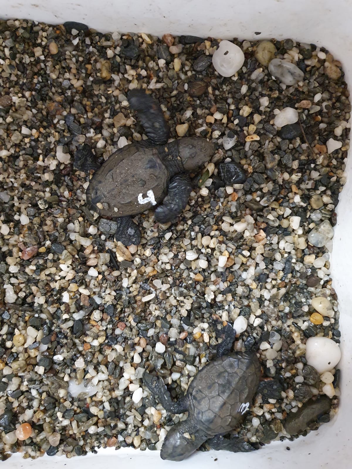 Aspecto de las dos nuevas crías de tortuga recuperadas. Imagen: CARM