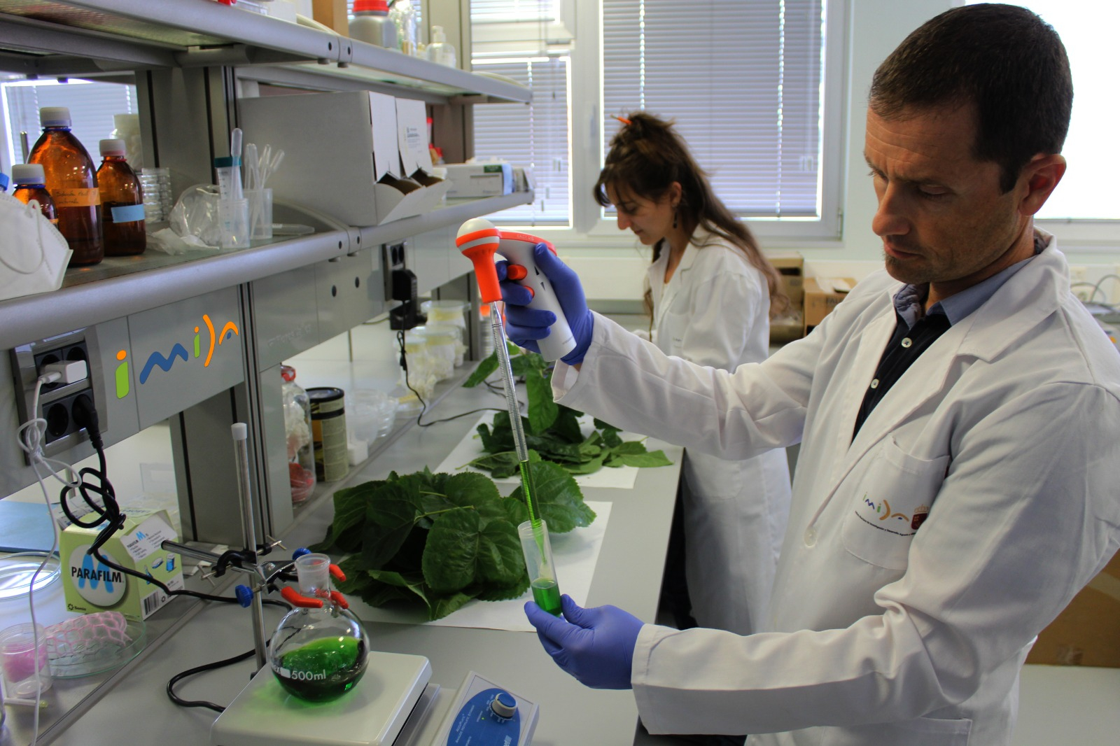 Investigadores del IMIDA, durante las labores de trabajo en laboratorio con hojas de morera. Imagen: CARM