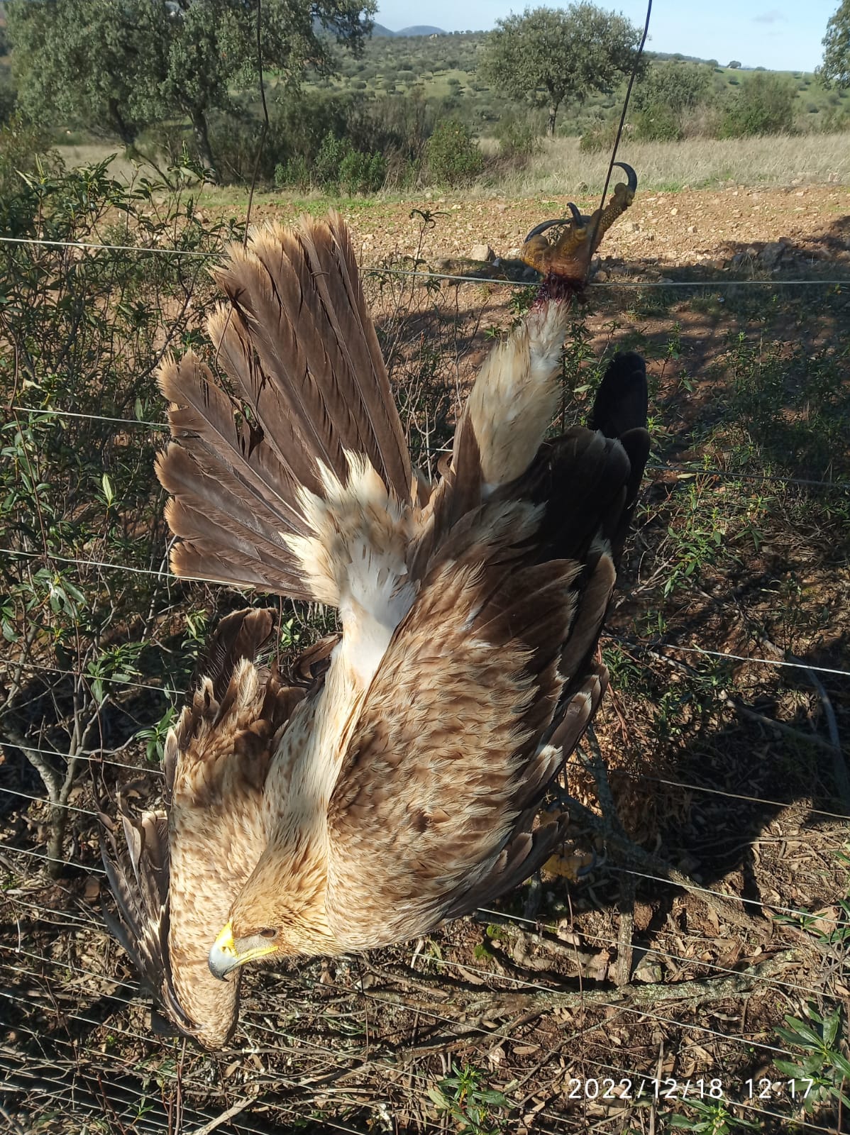 Inaudita la escena del ejemplar de águila imperial atrapado por el extremo distal del  tarso en un vallado. Foto: AMUS