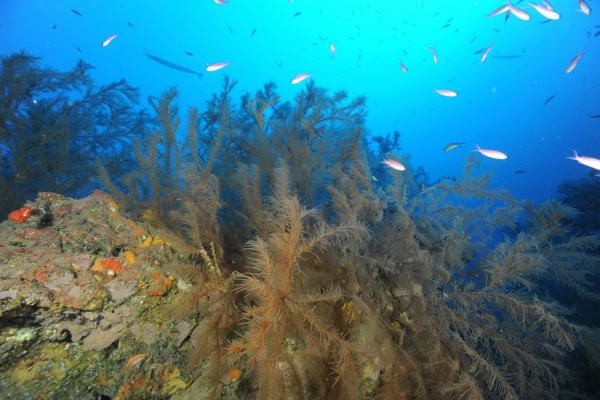 Los corales negros, también conocidos como 'corales espinosos', suelen vivir a  partir de los 45-50 metros de profundidad. Imagen: Álvaro Roldán y Fernando Espino