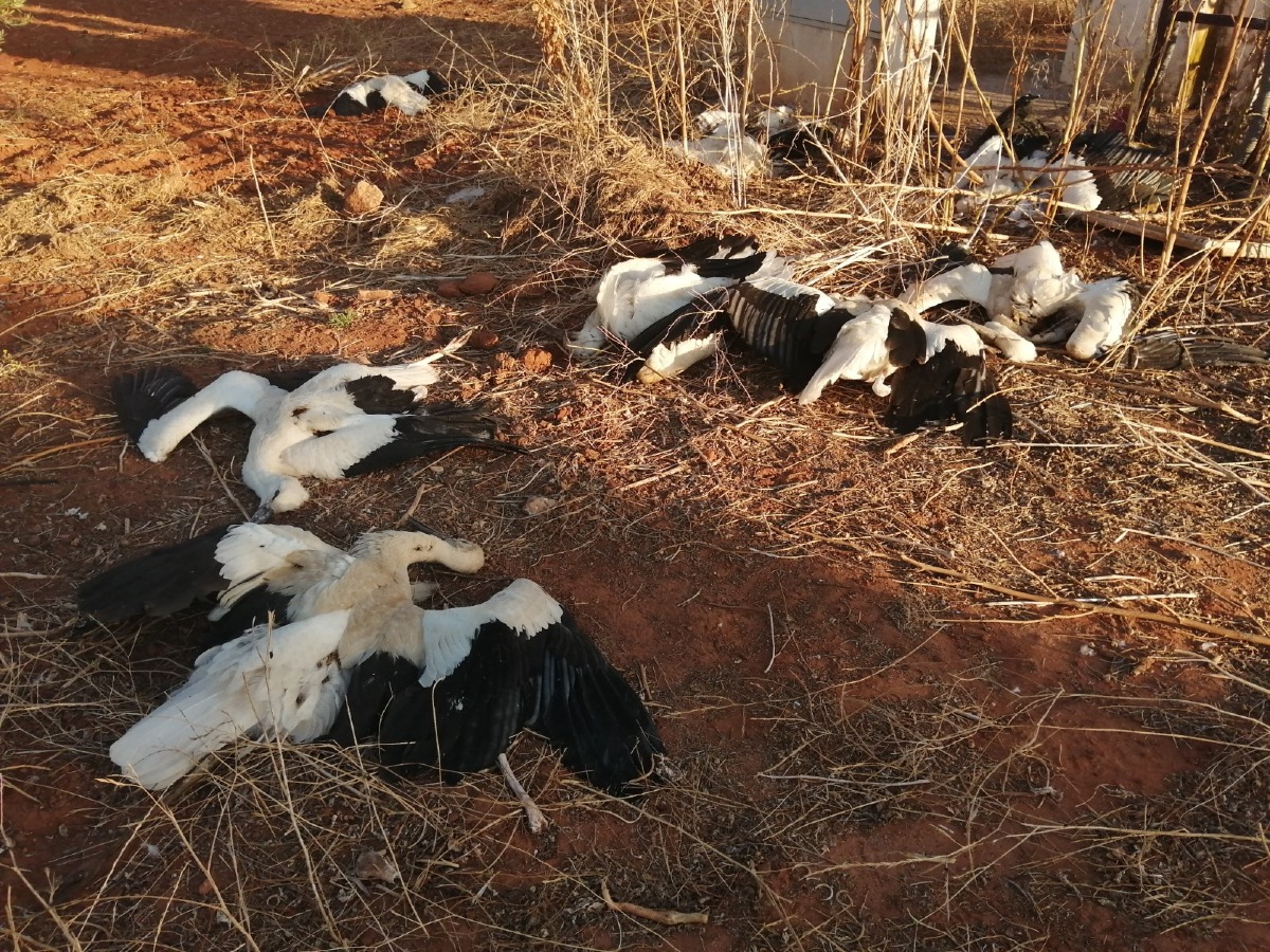 Las 19 cigüeñas blancas muertas halladas a lis pies de un tendido eléctrico en Sevilla. Foto: SEO/BirdLife 