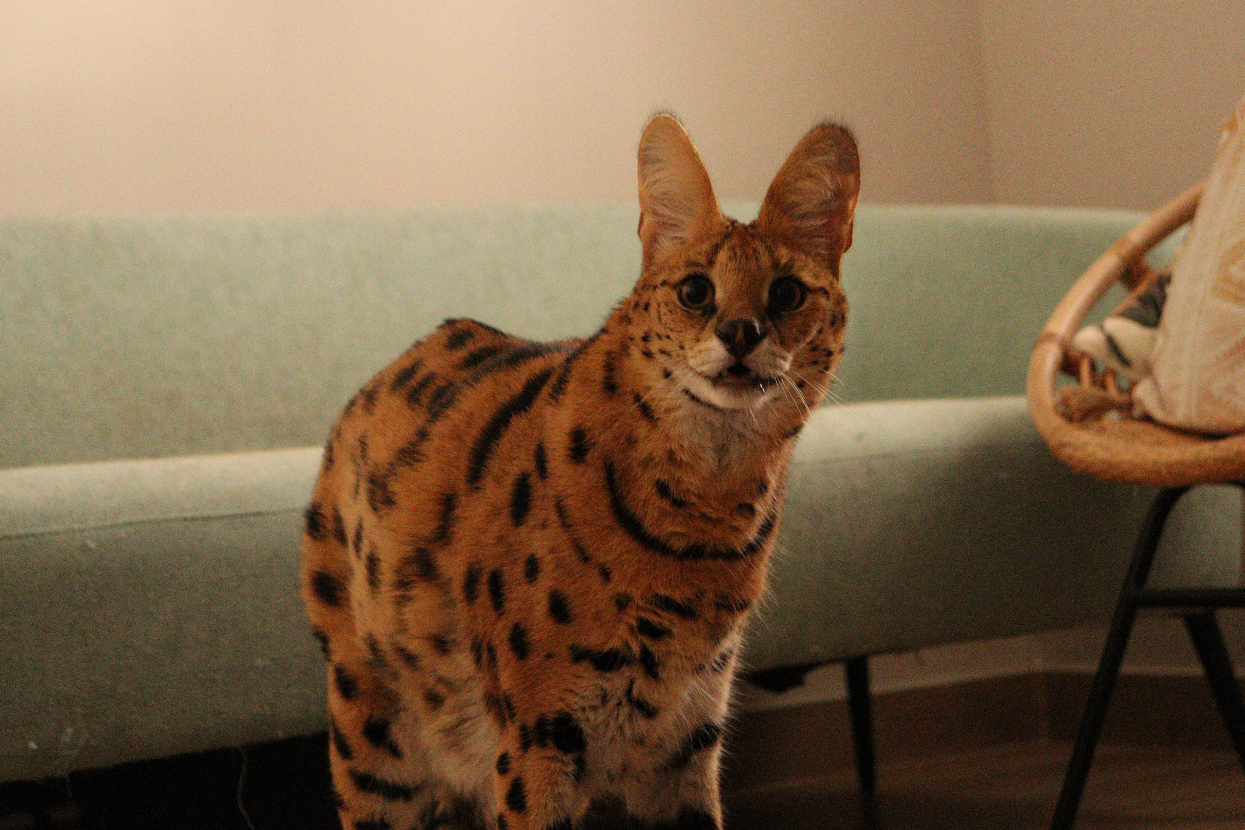 Tila en el interior del domicilio. Foto: Listado Positivo