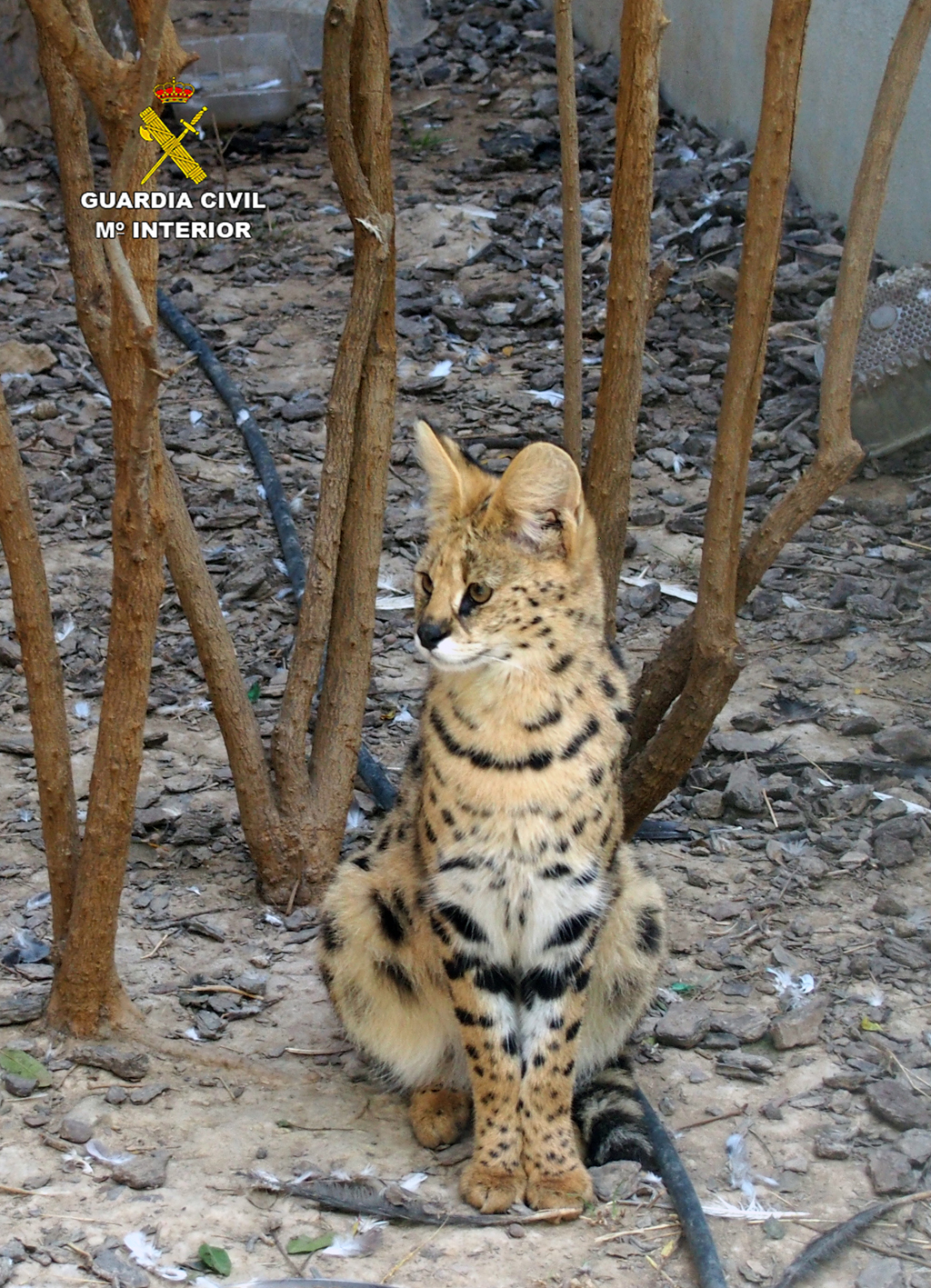El lince serval. Imagen: Seprona