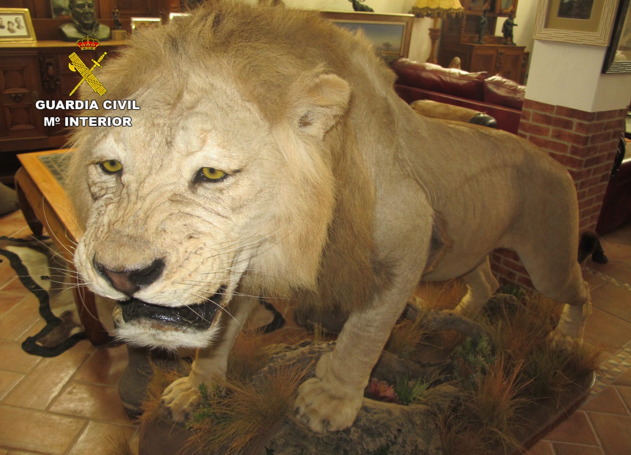 Un león naturalizado. Imagen: Seprona