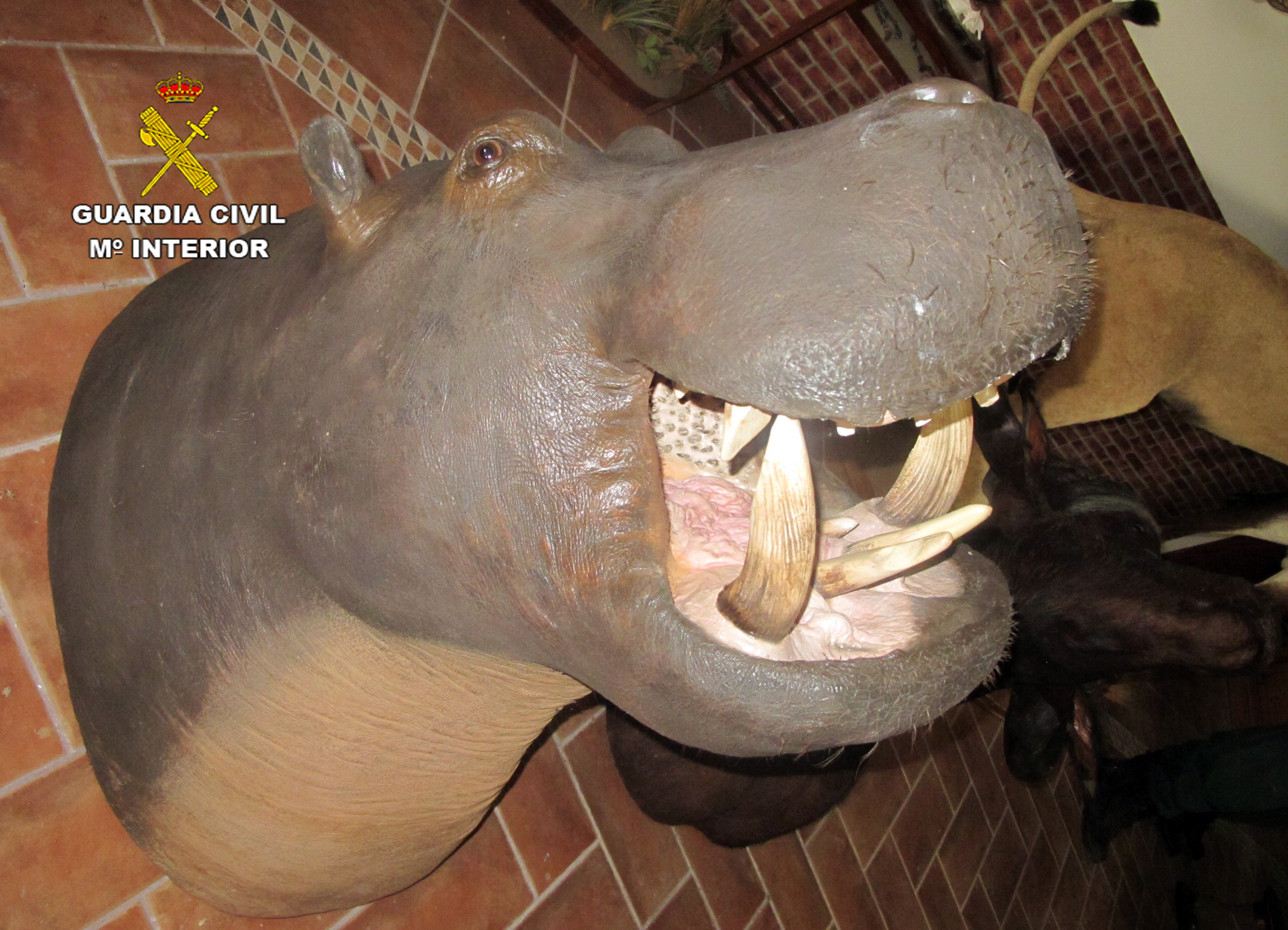 Cabeza de hipopótamo. Imagen: Seprona