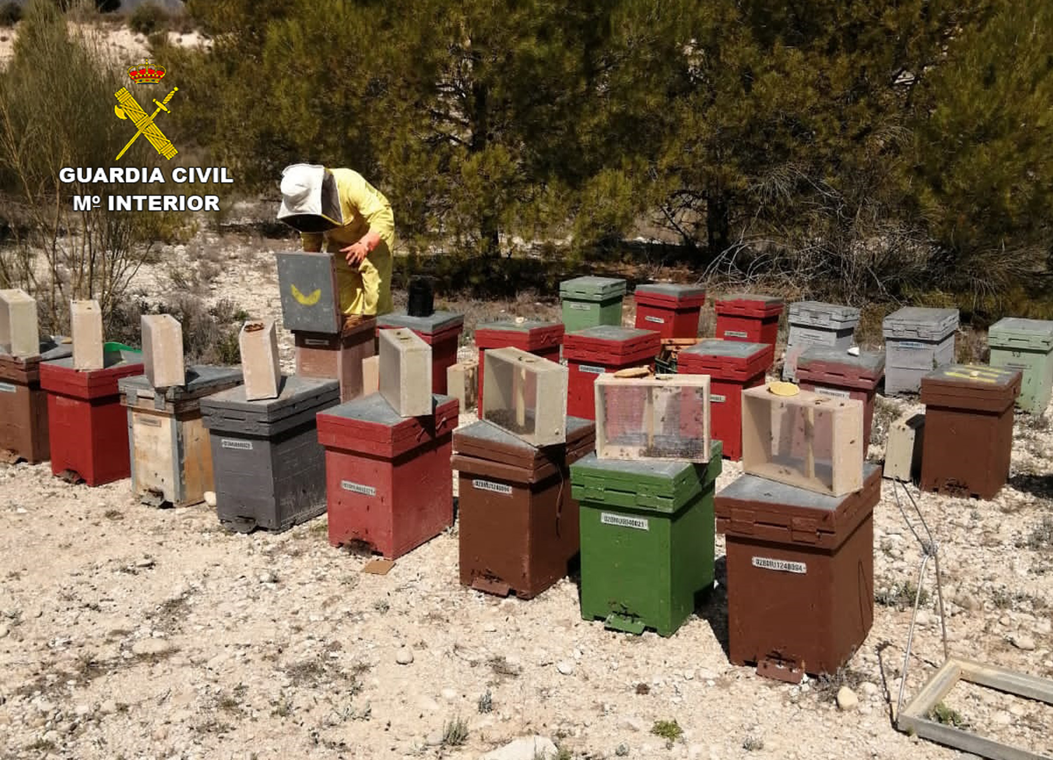 La idea era la comercialización ilícita de estas abejas en otras provincias españolas. Imagen: Guardia Civil