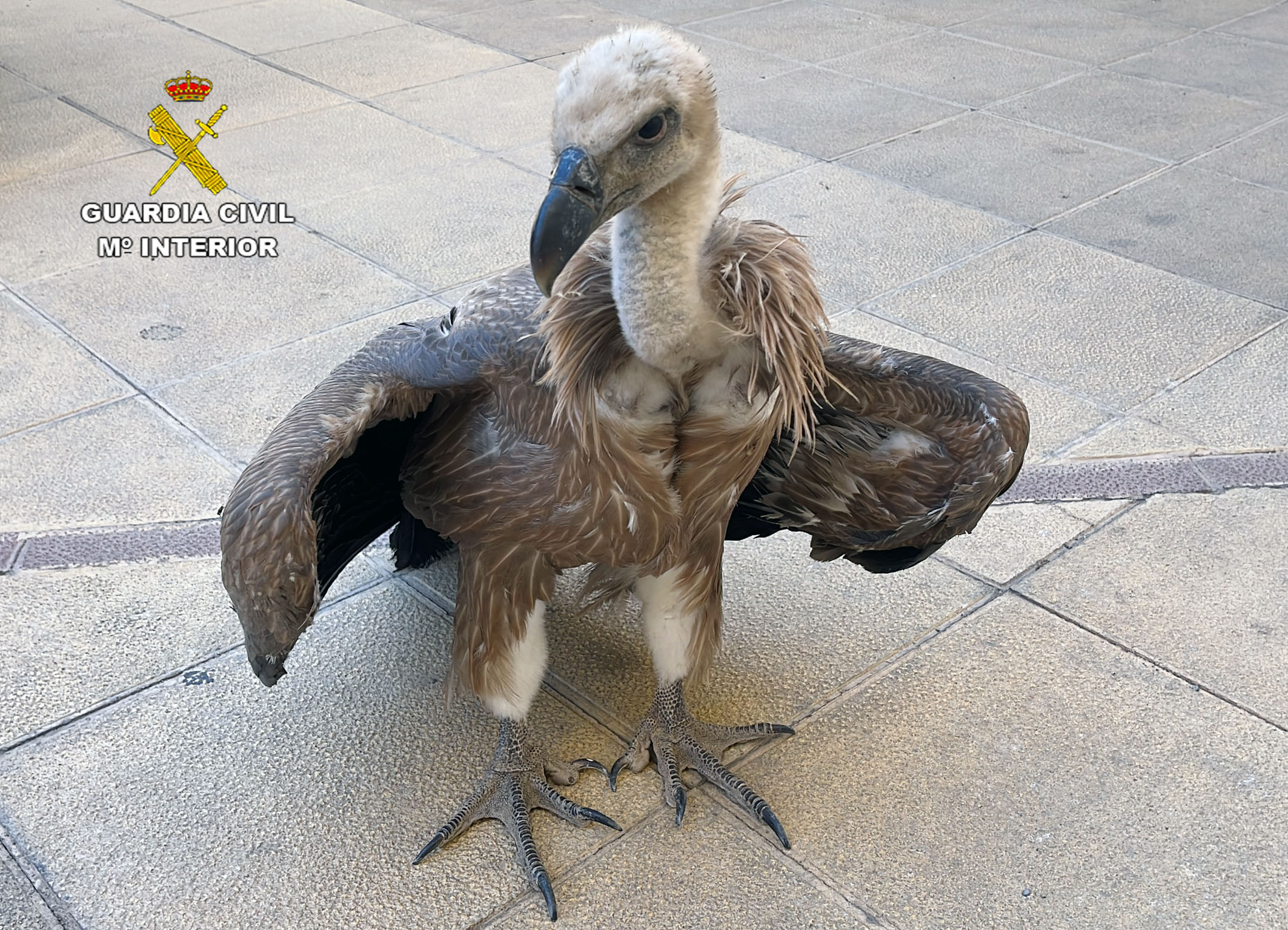 El ejemplar permaneció varios días en una finca sin poder levantar el vuelo. Foto: Guardia Civil de Murcia