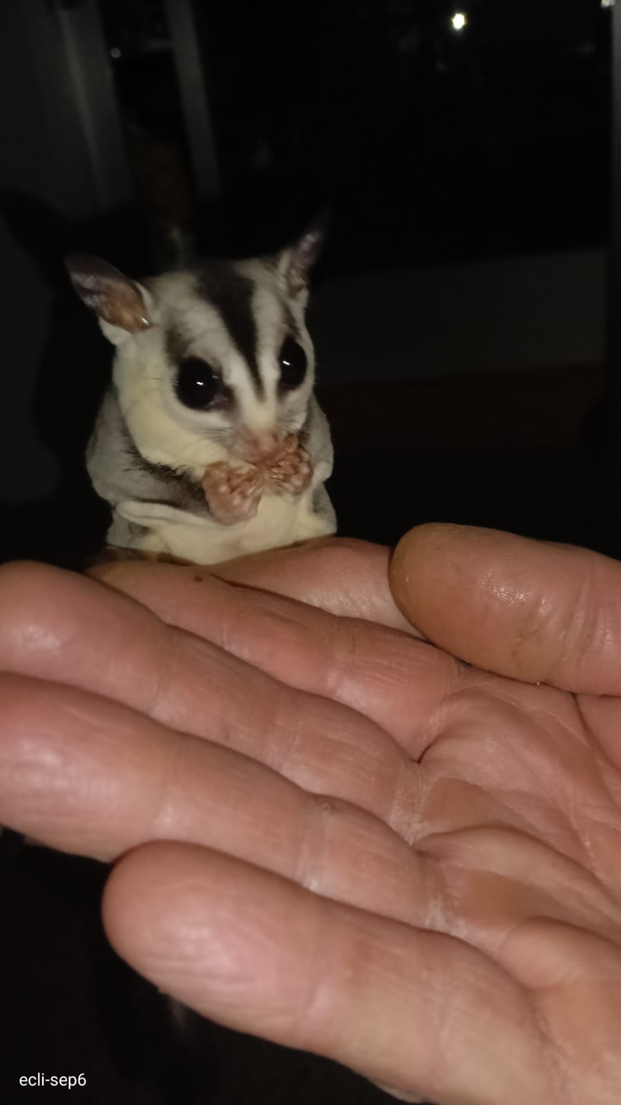 Los petauros son animales salvajes, nocturnos y sociales. Imagen: Coalición para el Listado Positivo