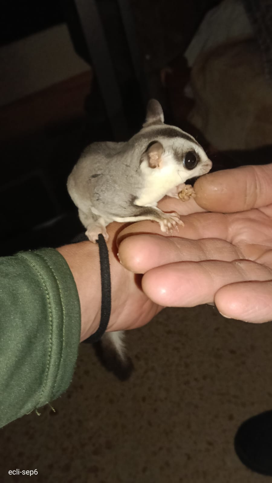 Nía fue abandonada en una jaula en el parque Santo Espíritu (Valencia). Imagen: Coalición para el Listado Positivo