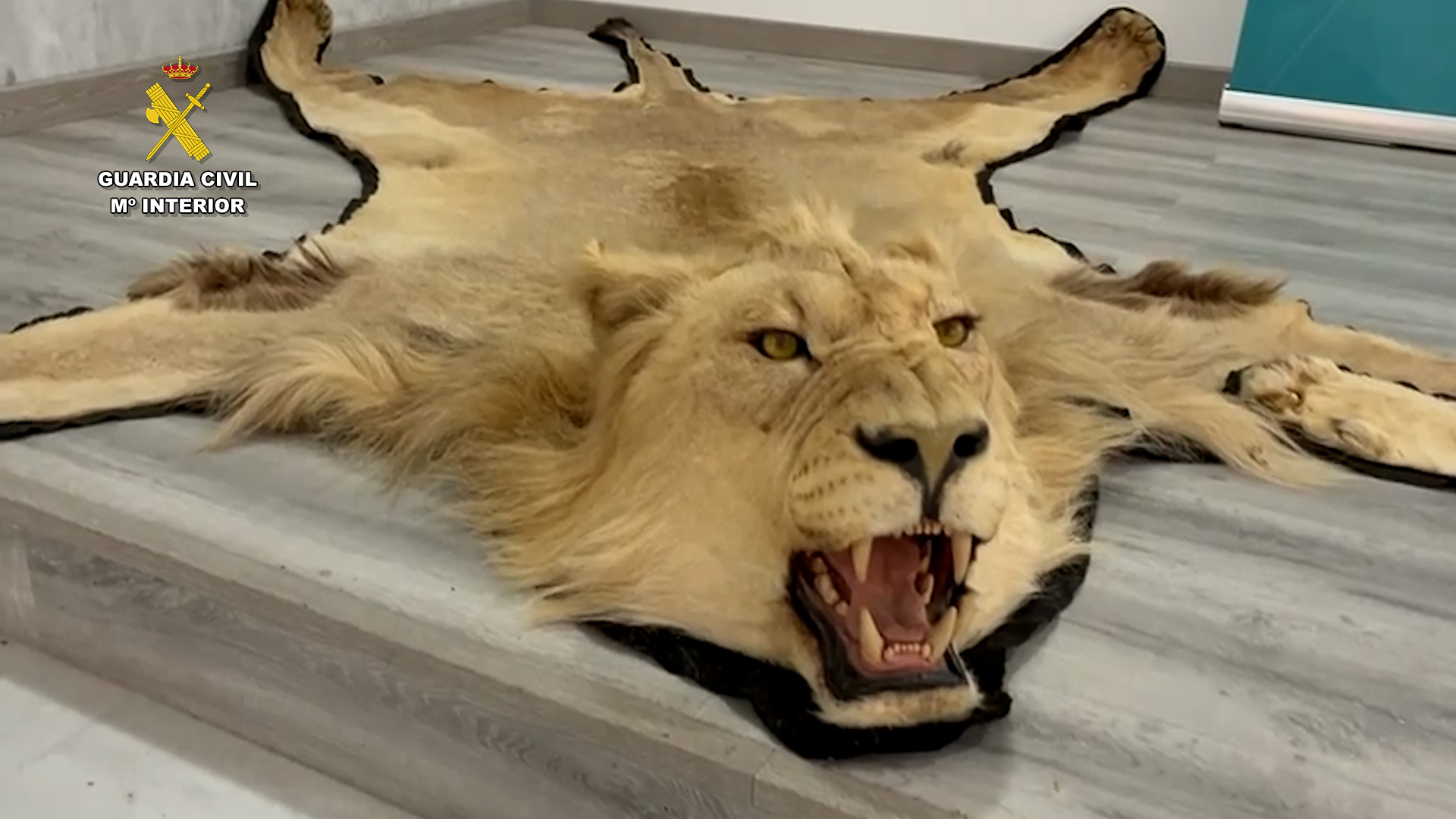 El acusado vendía online dos alfombras confeccionadas con piel autentica de león. Foto: Guardia Civil OPC Almeria