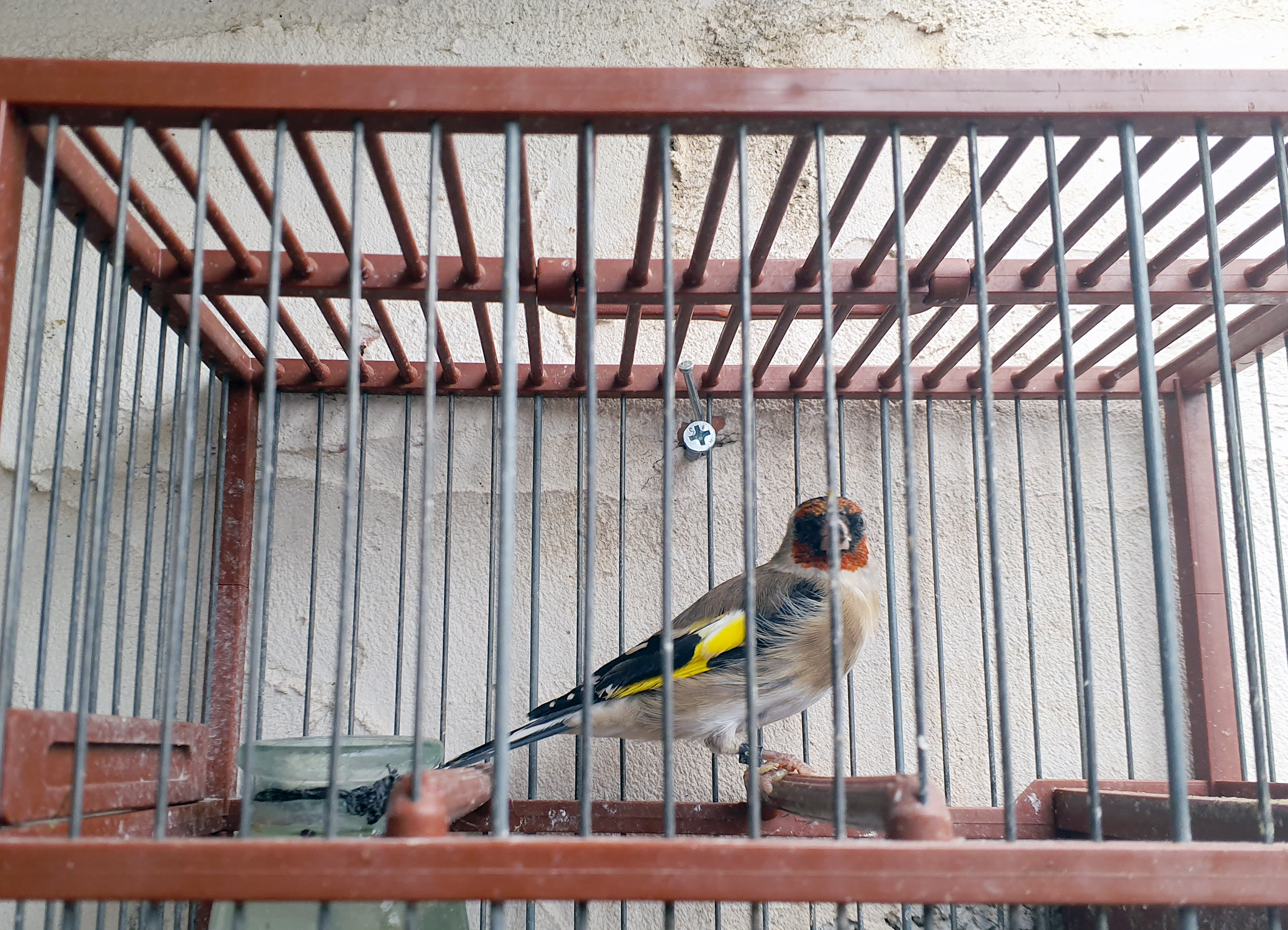 Uno de los jilgueros hallados. Foto: Guardia Civil de la Región de Murcia