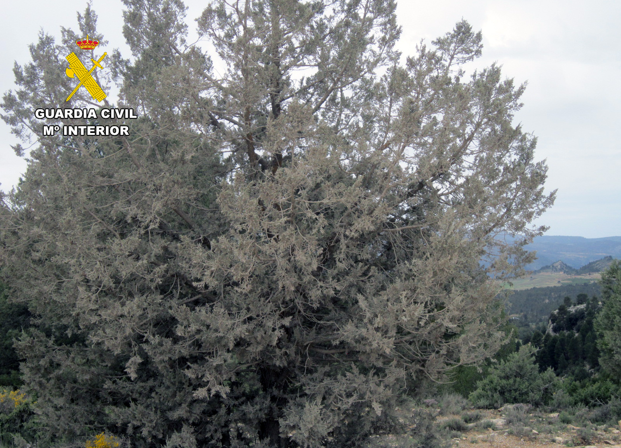 Una sabina, especie protegida, cubierta de polvo. Foto: GC de la Región Murcia. Una sabina, especie protegida, cubierta de polvo. Foto: GC de la Región Murcia