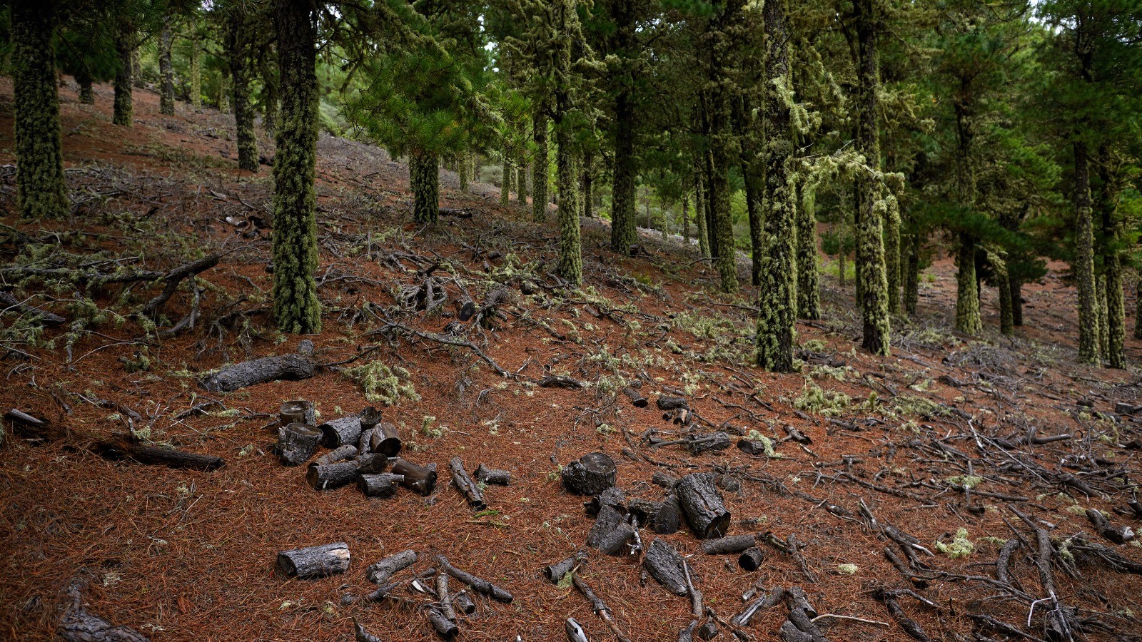 La deforestación mundial tiene impactos que genera en la pérdida de biodiversidad y el cambio climático. Imagen: Miteco
