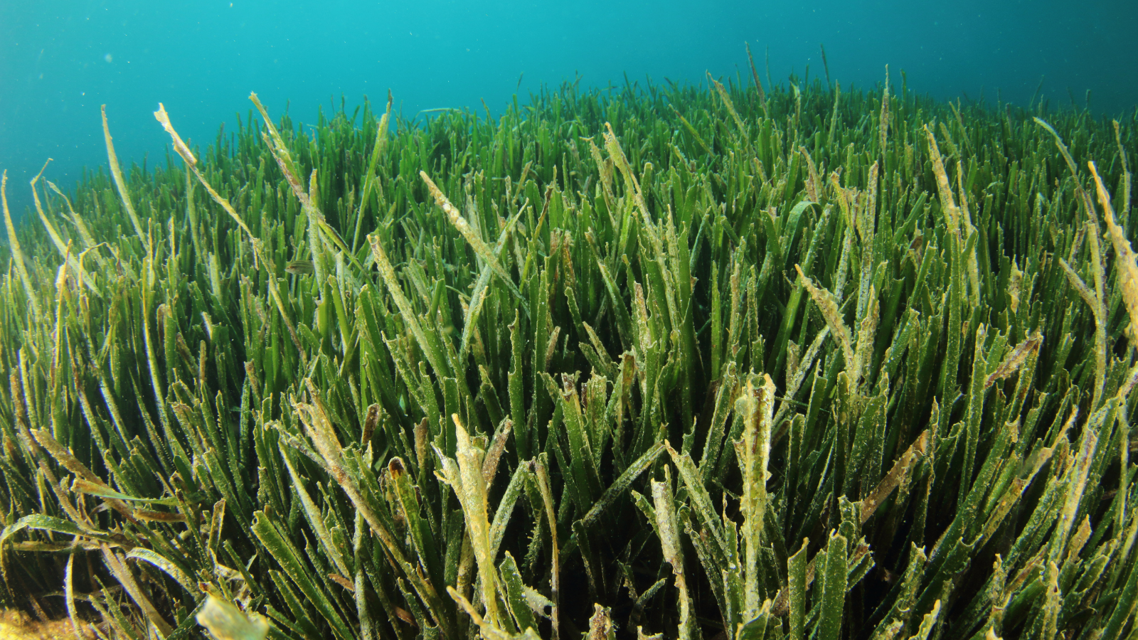 Las praderas de fanerógamas marinas, principalmente la 'Posidonia oceanica', son uno de los objetivos de este proyecto. Imagen: Miteco