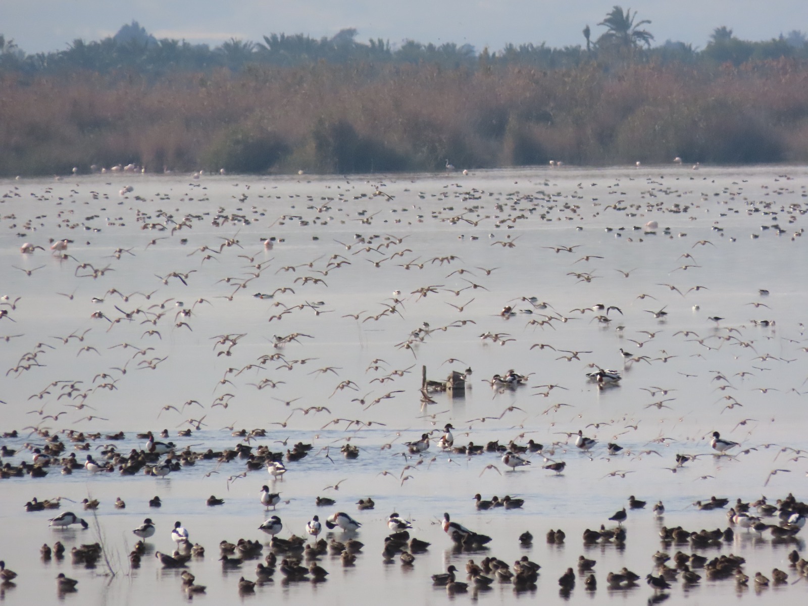 El Parque Natural de El Hondo ha registrado este año la presencia de 46 especies aves acuáticas. Foto: Carolina García / GV
