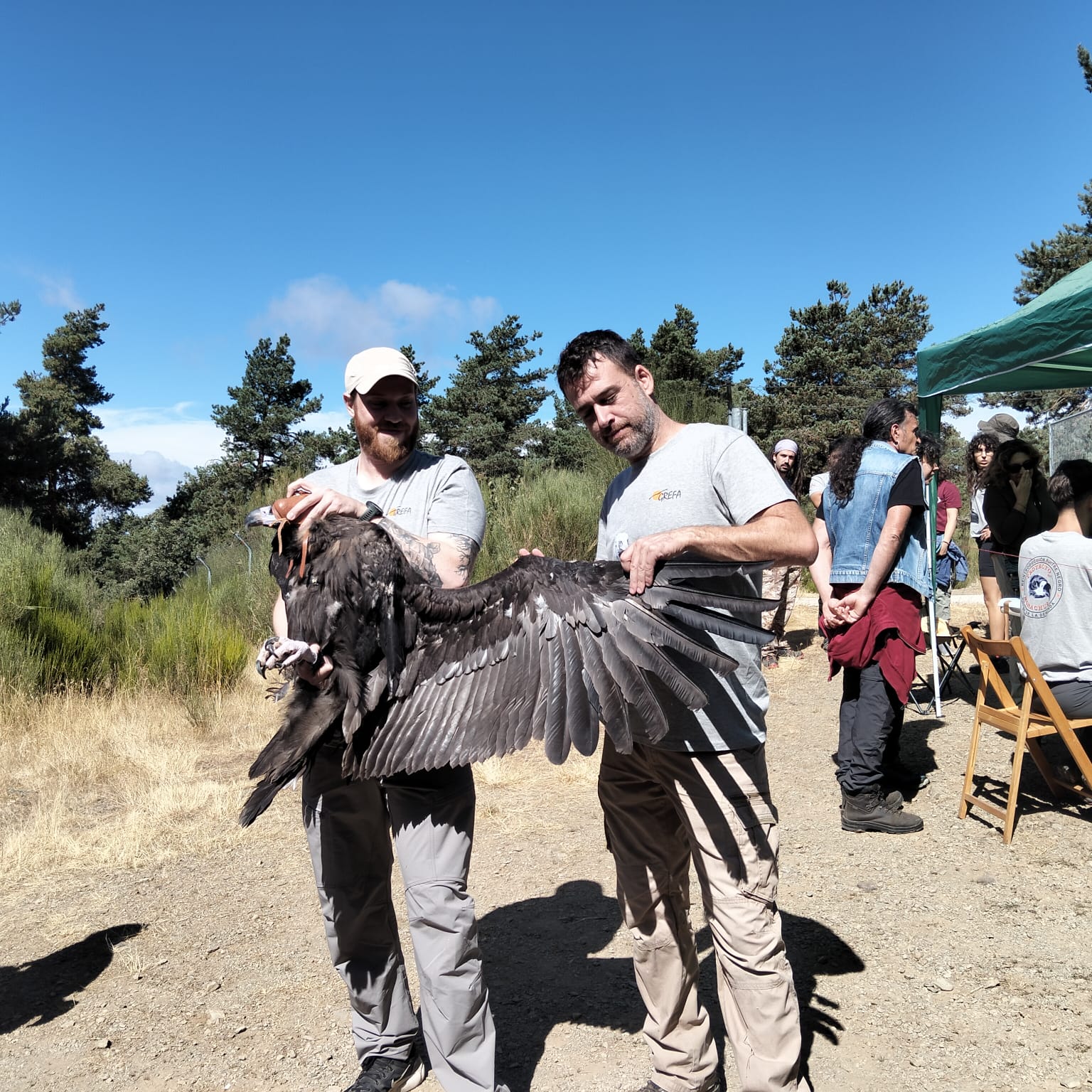 Dos miembros de GREFA sostienen a un buitre negro con GPS. Foto: GREFA