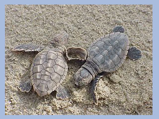 Dos crías de tortuga boba. Foto de archivo de la CARM