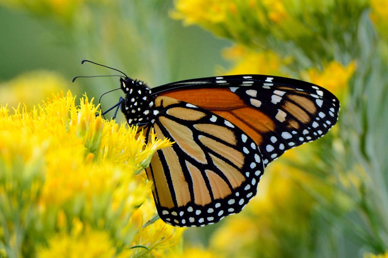 Mariposa monarca. Foto: UICN