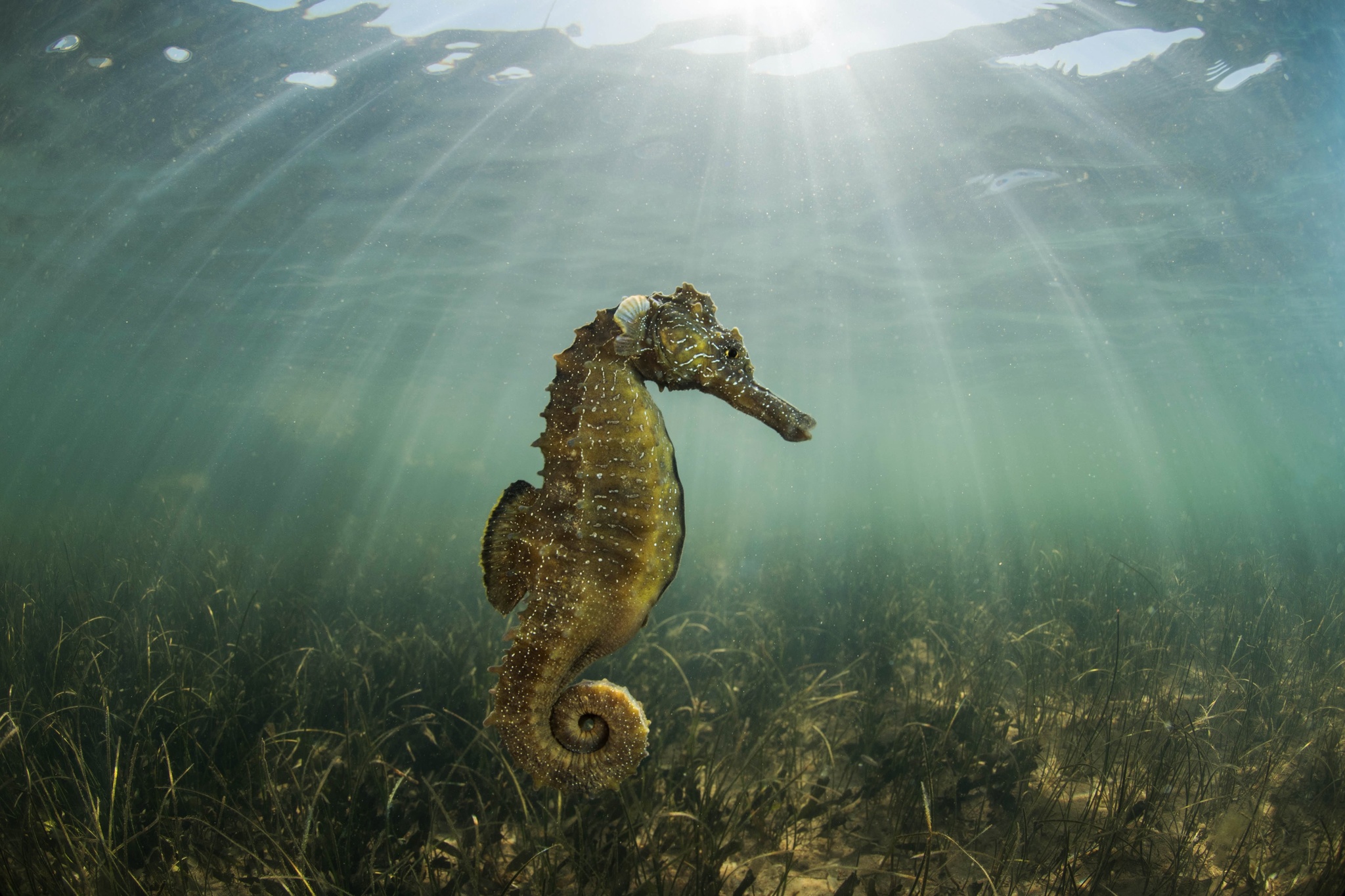 El libro 'El Mar Menor. Una laguna mágica' contiene más de 160 fotografías en las que se ven las especies de flora y fauna emblemáticas de la laguna, como este caballito de mar. Imagen: Javier Murcia / CARM