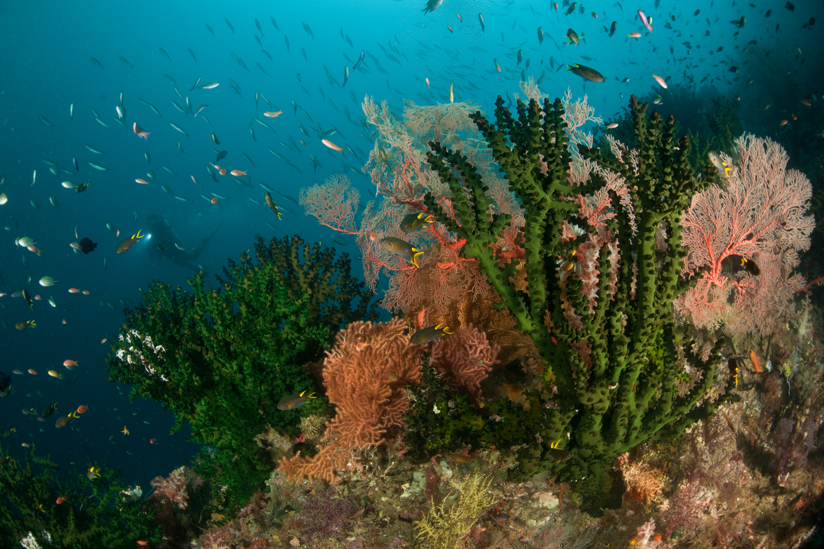 Abanico de gorgonias en los arrecifes de coral de Raja Ampat, Papúa Occidental. Foto:  Jürgen Freund / WWF