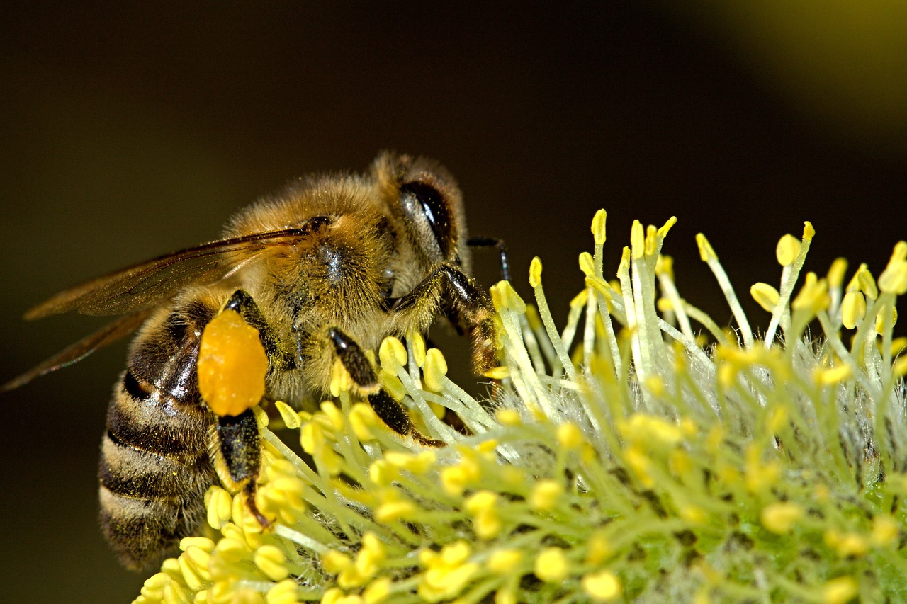 Las abejas encuentran, en ocasiones, dificultades para alimentarse en el campo. Foto: Pixabay