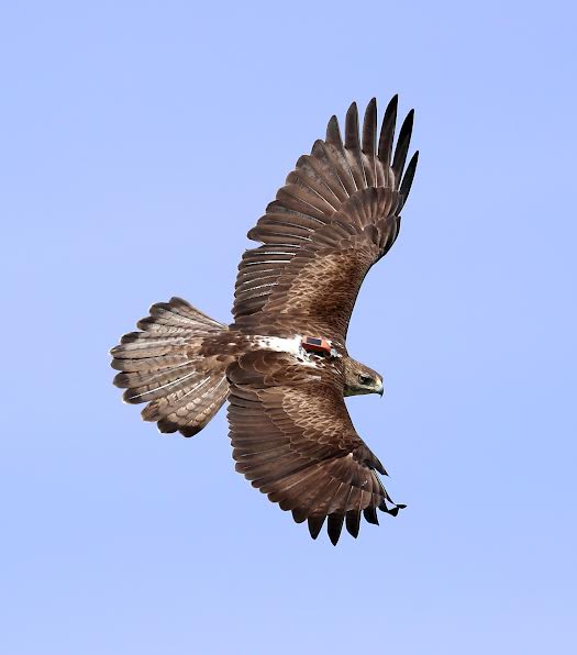 Águila de Bonelli con su emisor GPS visible al dorso. Foto: Sergio de la Fuente / GREFA