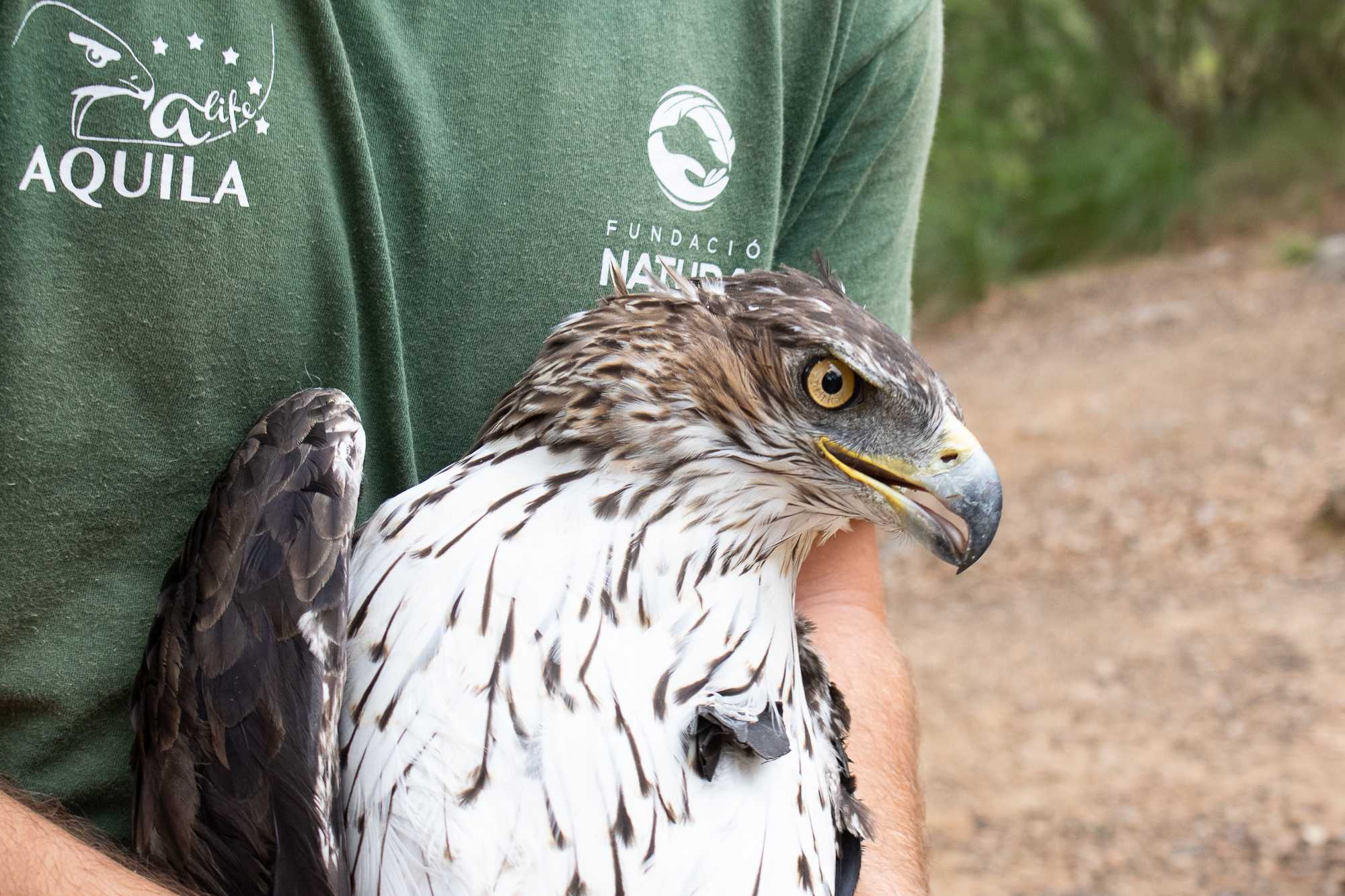 Águila de Bonelli capturada para colocarle un emisor GPS. Foto: Cati Artigues / GOB Mallorca