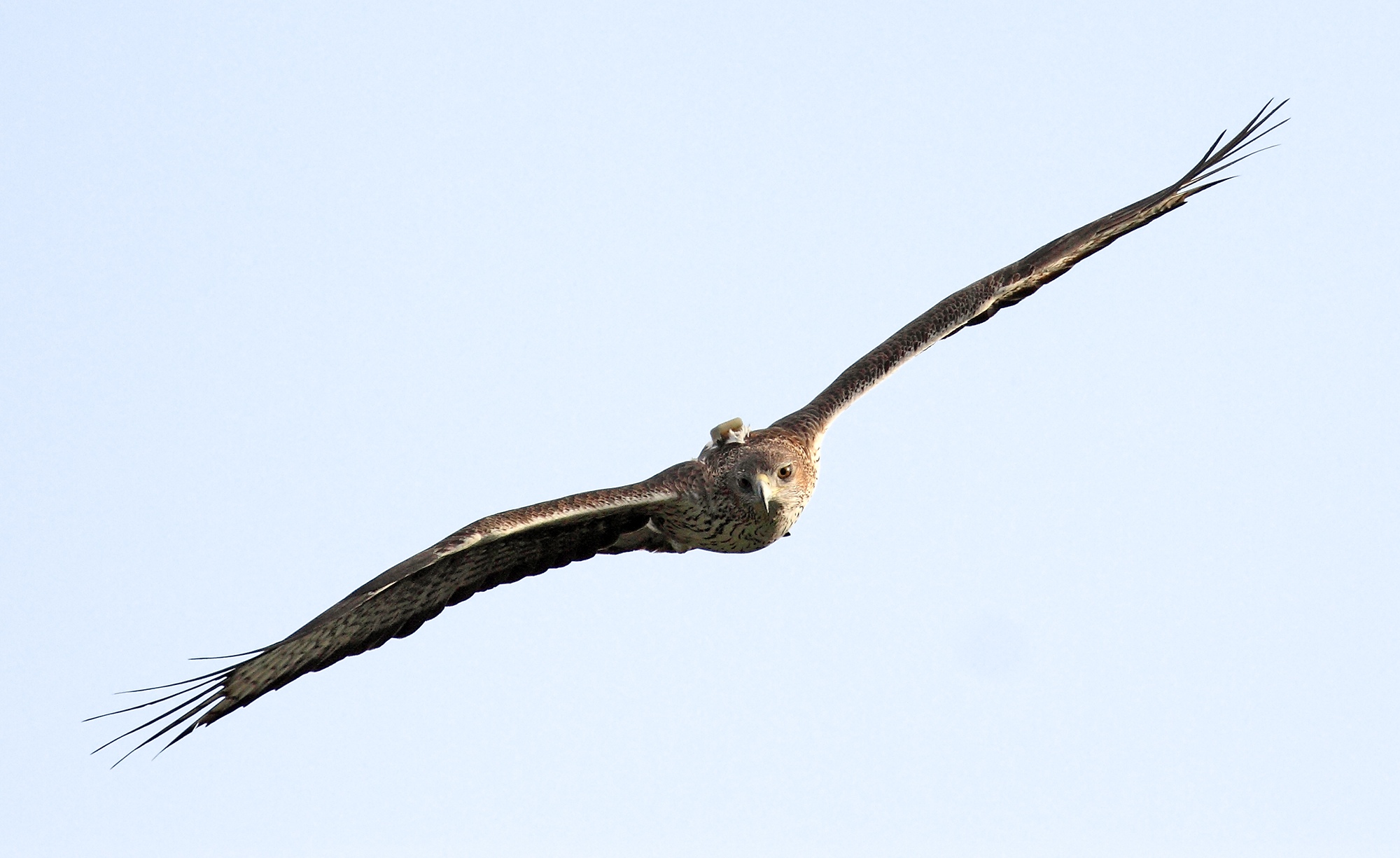 Una águila de Bonelli reproductora reintroducida vuela en la Comunidad de Madrid, con su emisor GPS visible. Imagen: Sergio de la Fuente / Grefa