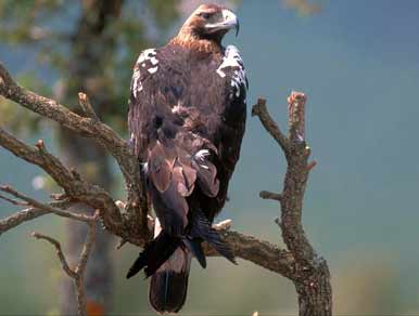 Águila imperial ibérica en Cabañeros. Foto de archivo del Miteco