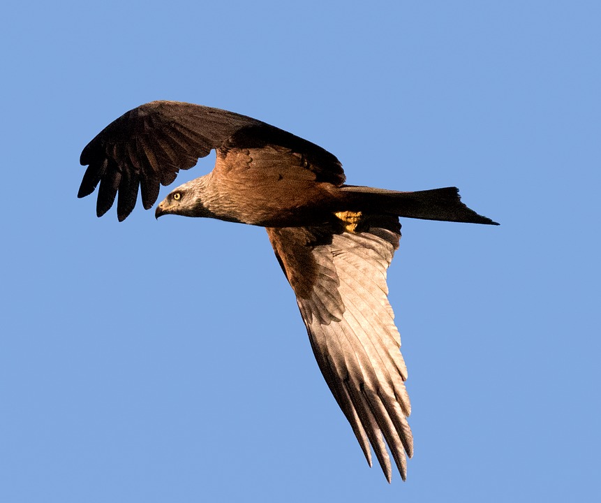 Un ejemplar de águila imperial. Imagen: Pixabay