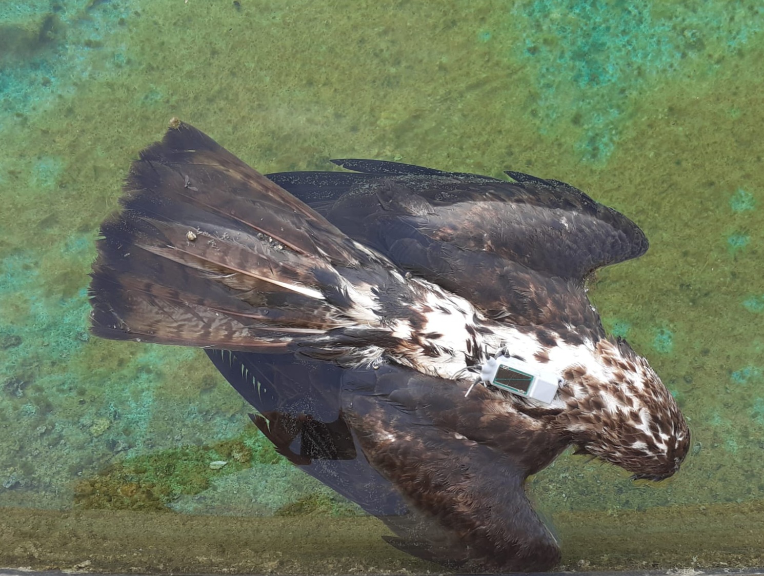 Águila perdicera ahogada en noviembre de 2020 en Estivella (Castellón). Imagen: Adensva