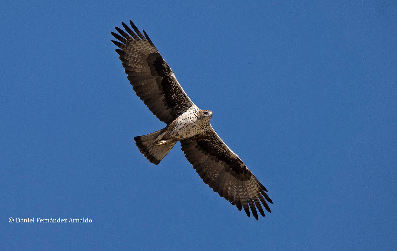Águila perdicera en vuelo. Foto: Daniel Fernández Arnaldo / Cortesía autores del estudio