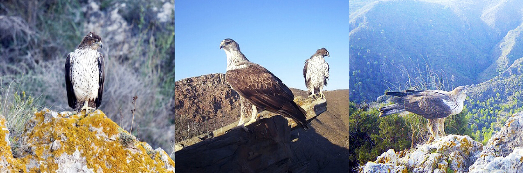 Izq: hembra adulta de más de 5 años, imagen obtenida por técnica de digiscoping. Centro: hembra y macho de más de 5 años y 8 años, con cámara de foto-trampeo en posadero. Dcha: subadulto macho de 3 años, con cámara de foto-trampeo en posadero. Fotos: cortesía de los autores del estudio