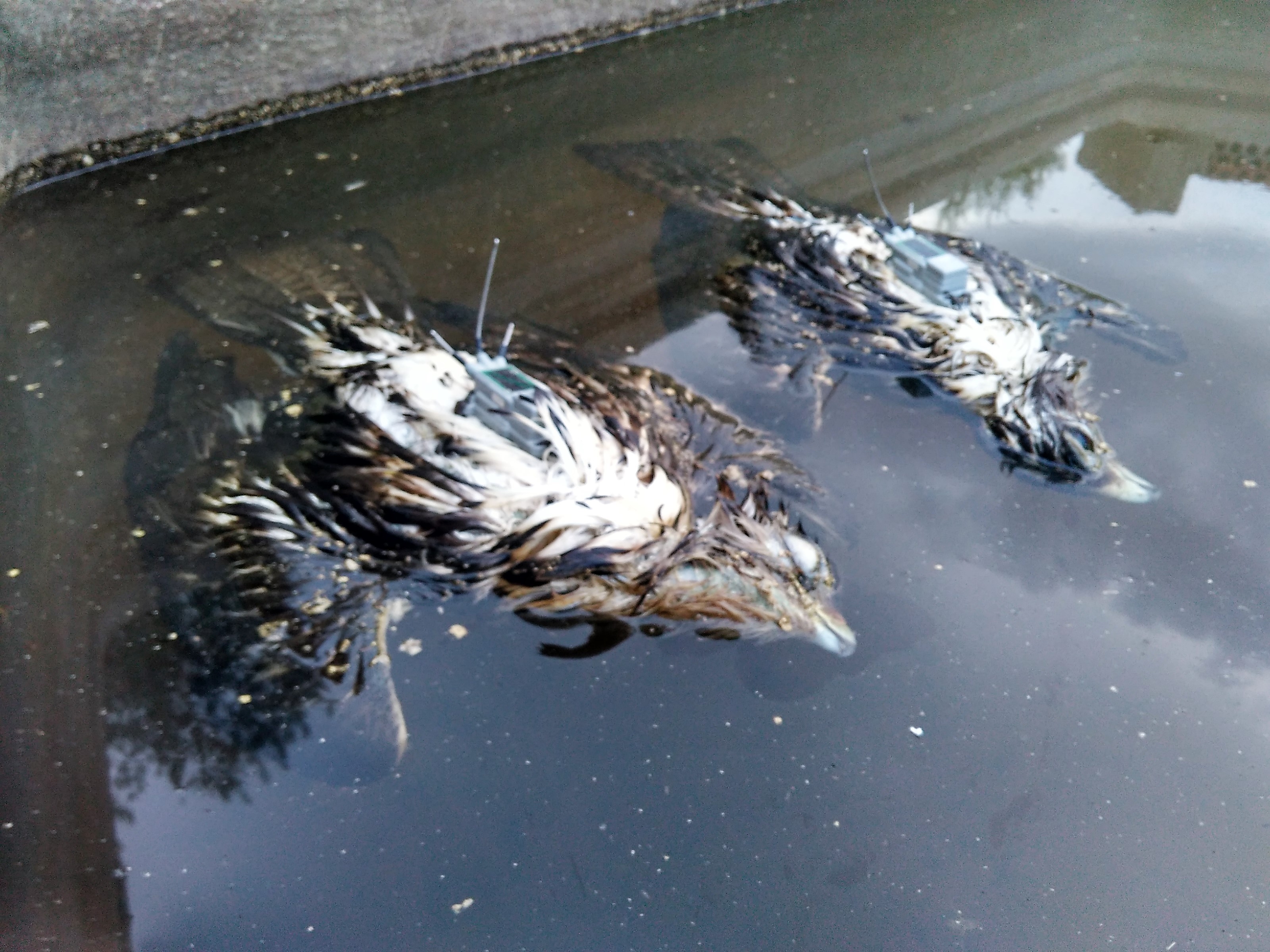 Pareja de águilas perdiceras radiomarcadas que murieron ahogadas en un depósito. Imagen: Adensva