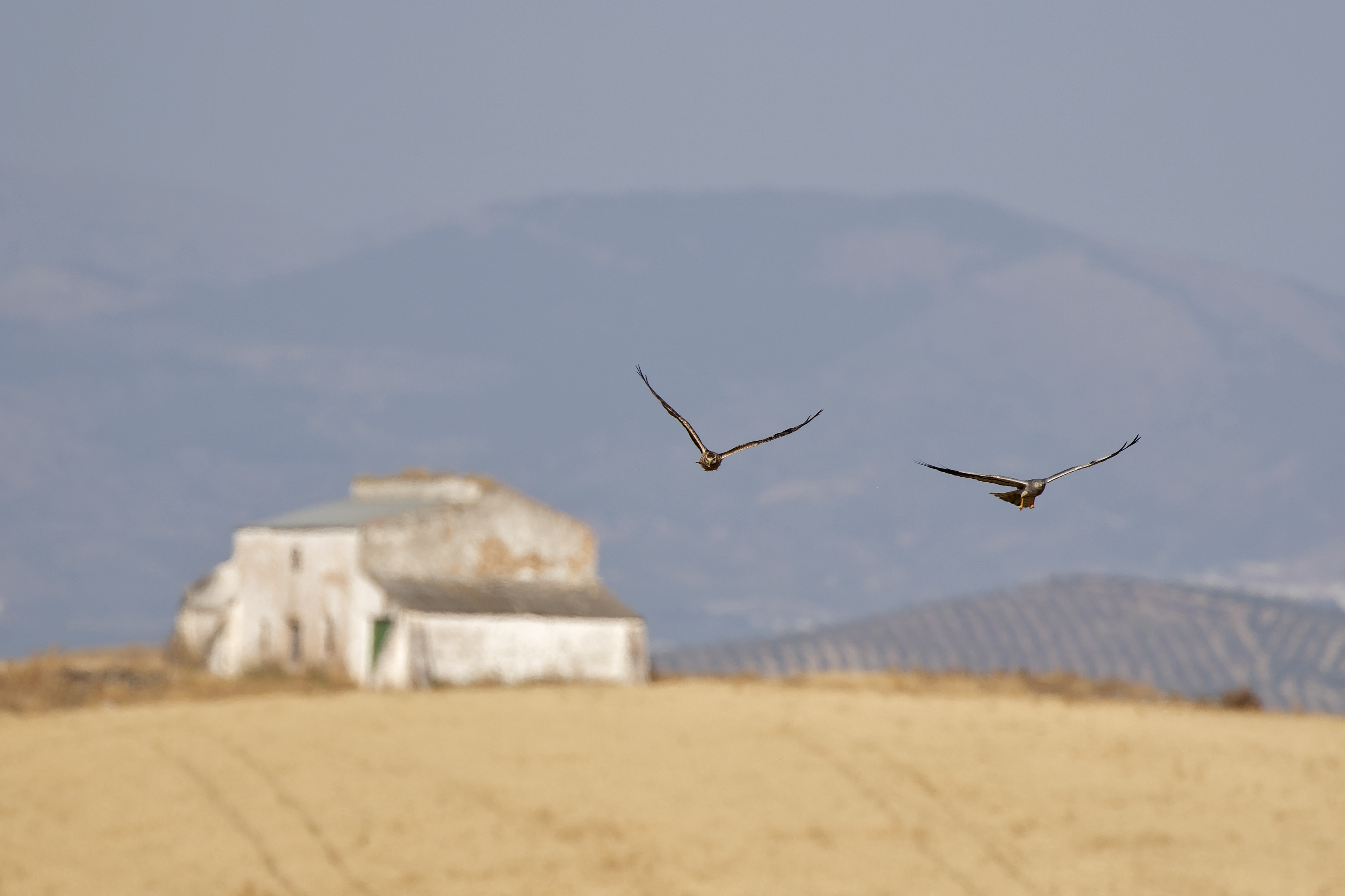 Dos ejemplares en vuelo en su hábitat, sobre los campos cerealistas andaluces, en la campiña de Baena. Imagen: Miryam P. Lara / PCAEHA 