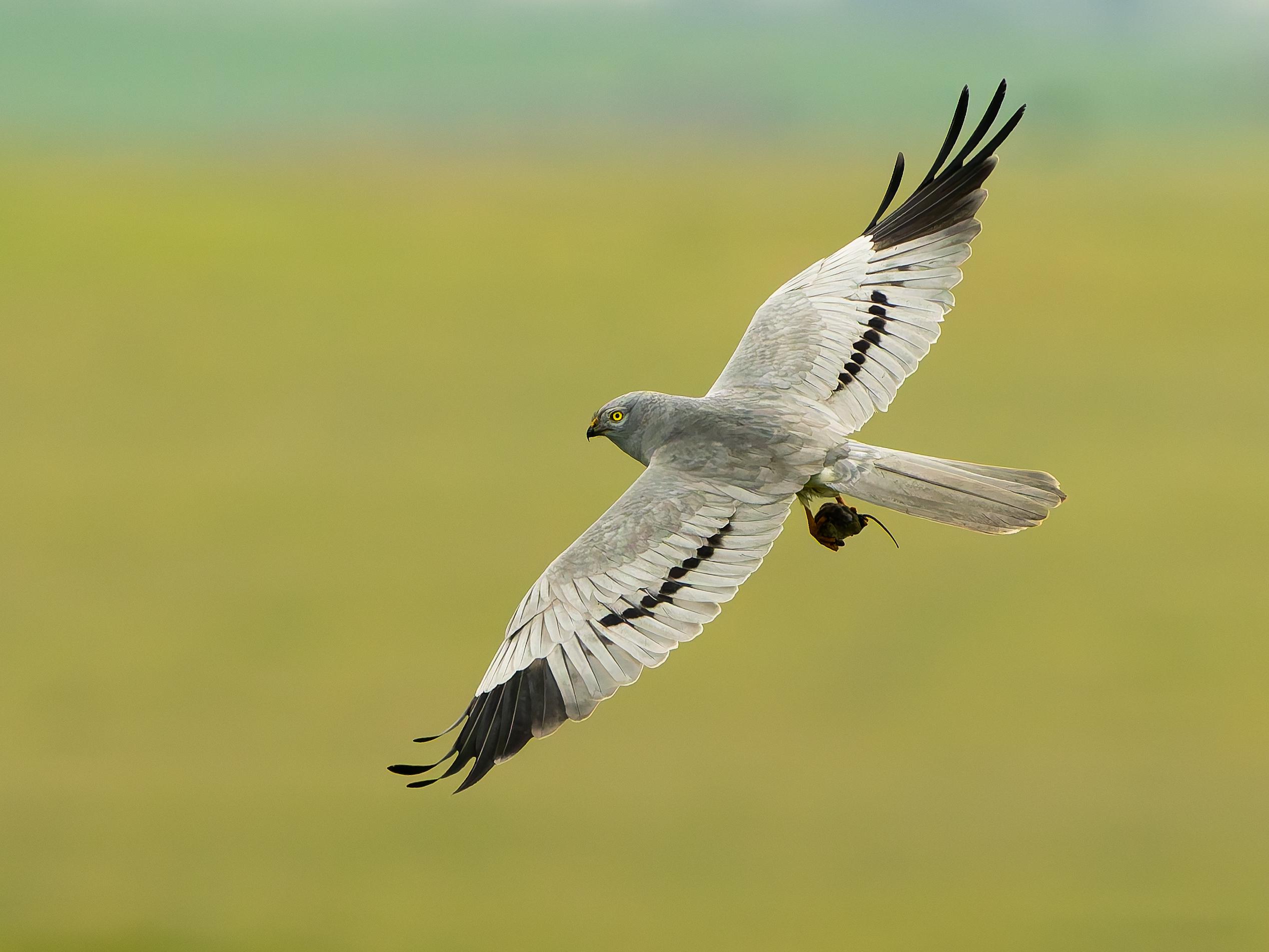 Aguilucho cenizo con un ratón en las garras. Foto: Marco Neves / GREFA