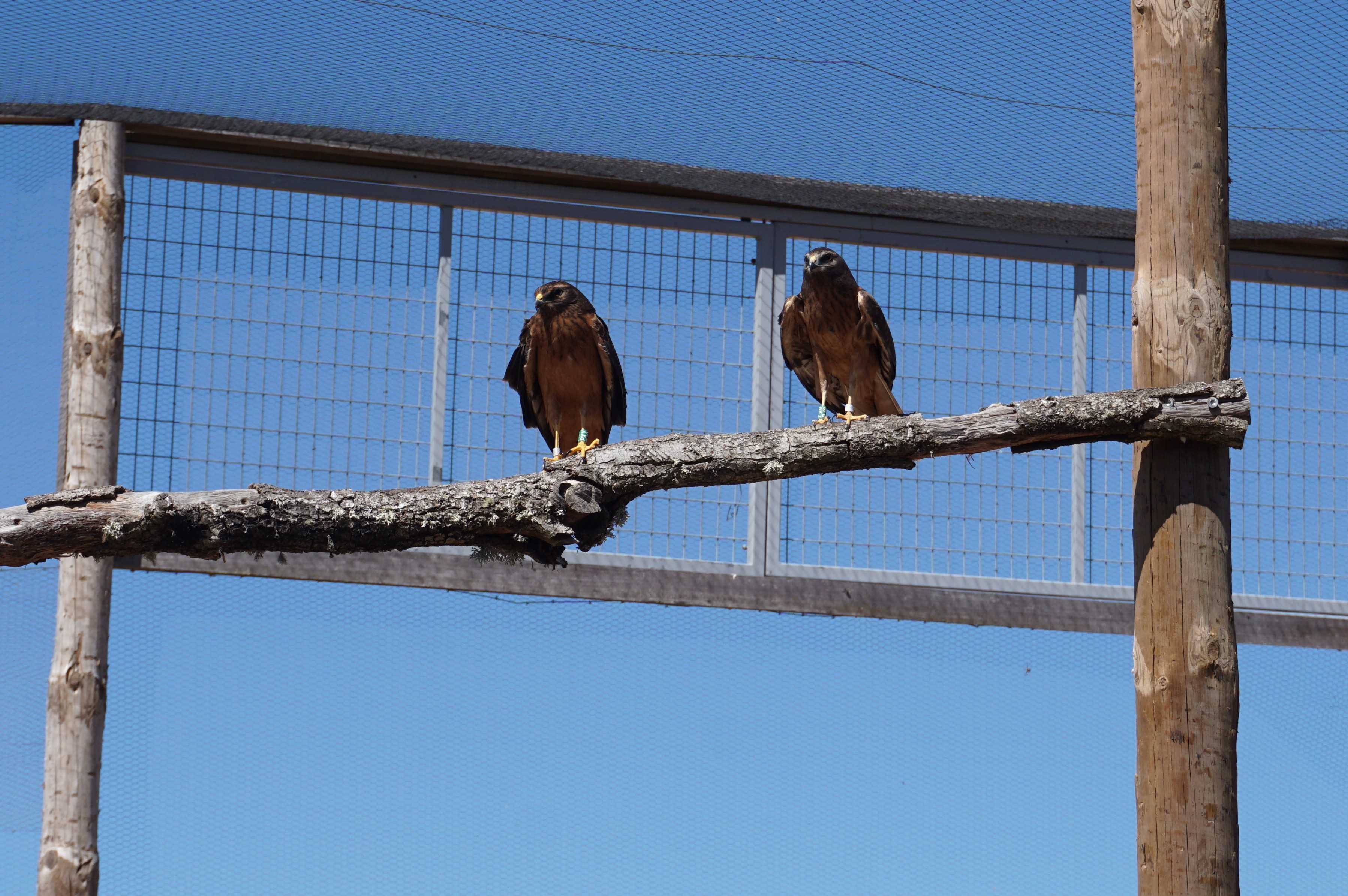 Dos aguiluchos cenizos juveniles en un recinto de aclimatación de la región portuguesa del Planalto Mirandês. Foto: Uliana de Castro - Palombar / GREFA