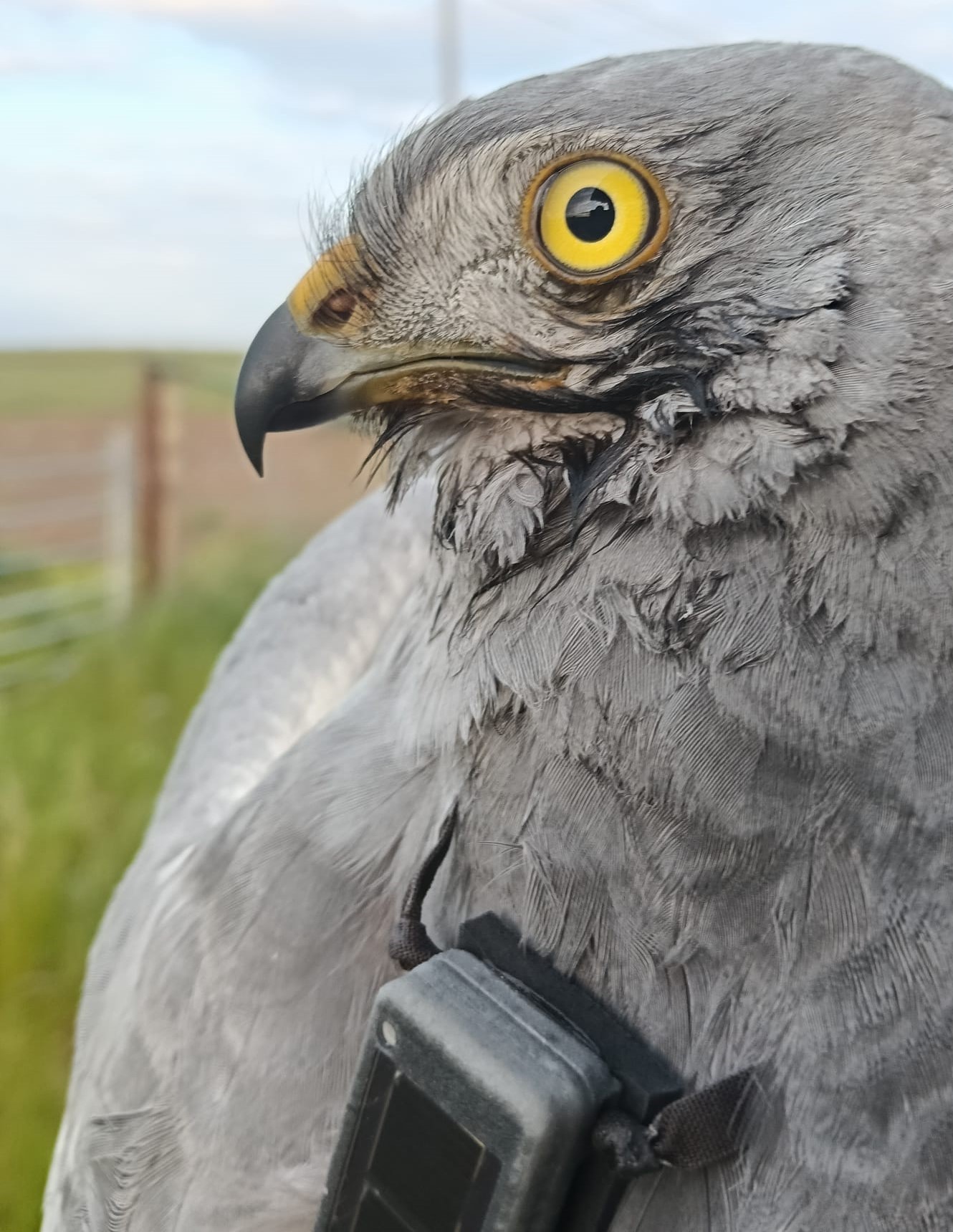 Aguilucho cenizo marcado con un emisor GPS. Foto: Renata Reynaud - LPN / GREFA