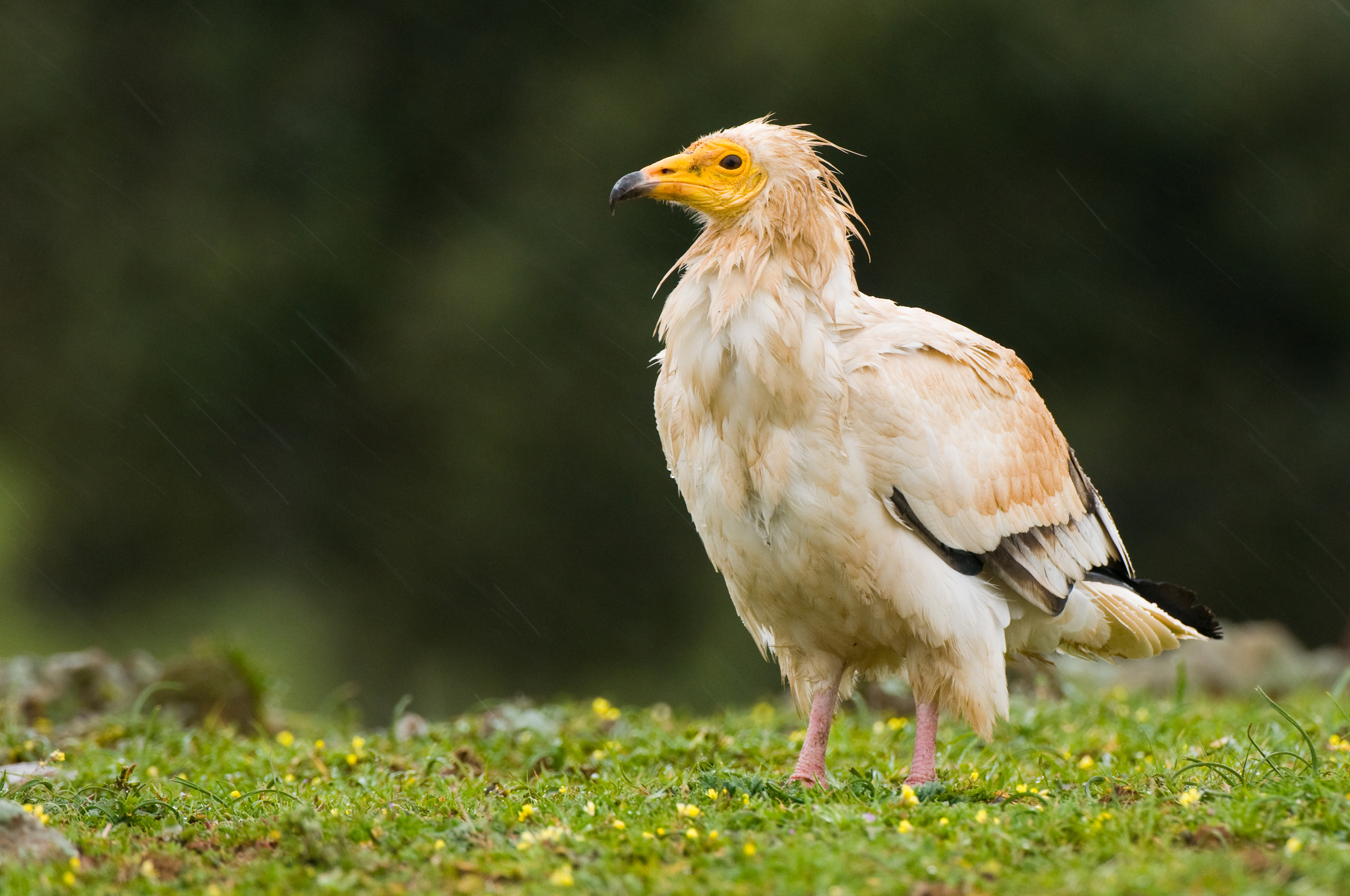 El objetivo es crear un nuevo núcleo reproductor que permita aumentar el número de ejemplares nacidos en cautividad. Foto: AMUS