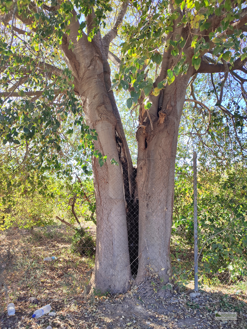 Detalle del tronco del árbol, que parece provenir de dos pies unidos