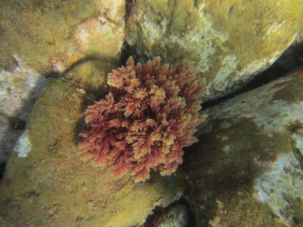 Ejemplar del alga invasora 'Asparagopsis taxiformis' en aguas costeras. Foto: Lydia Png (COB, IEO-CSIC)