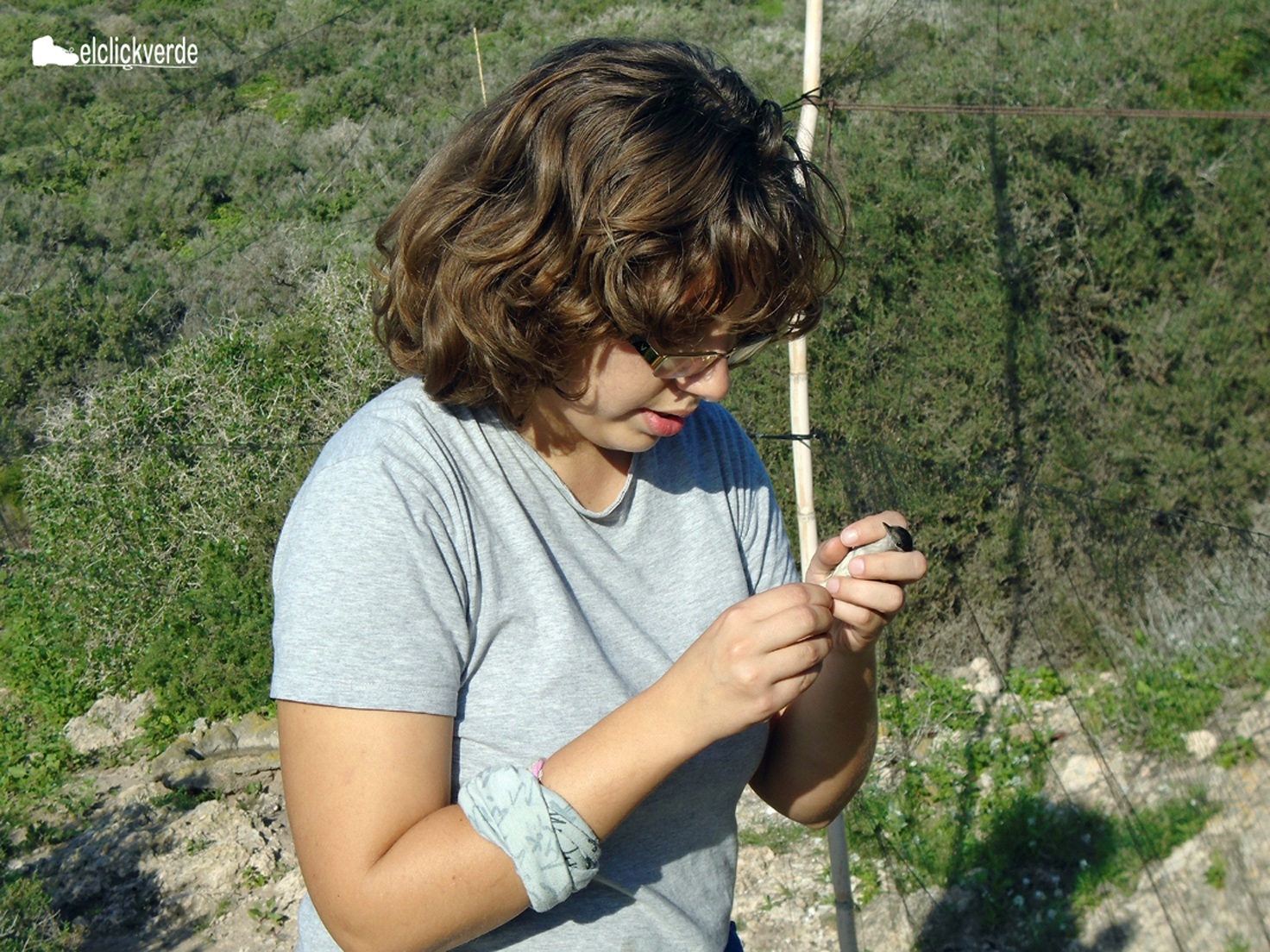 La voluntaria Ana Jara lee la anilla de un pájaro tras soltarlo de la red.