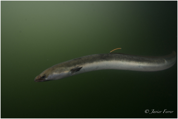 Detalle de anguila. Imagen: Javier Ferrer / ANSE