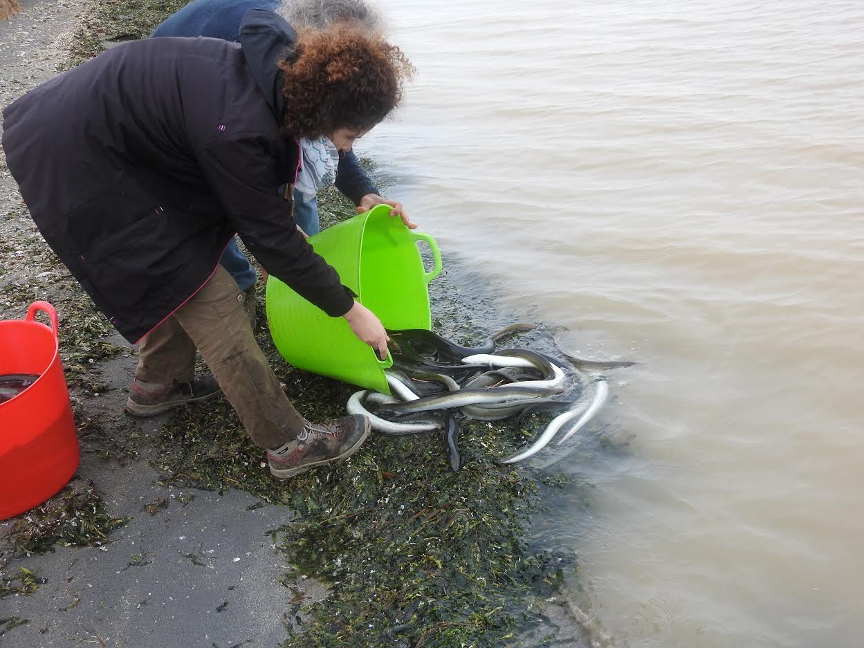 Liberación de anguilas marcadas a orillas del Mar Menor el 4 de diciembre. Imagen: A. Zamora / ANSE