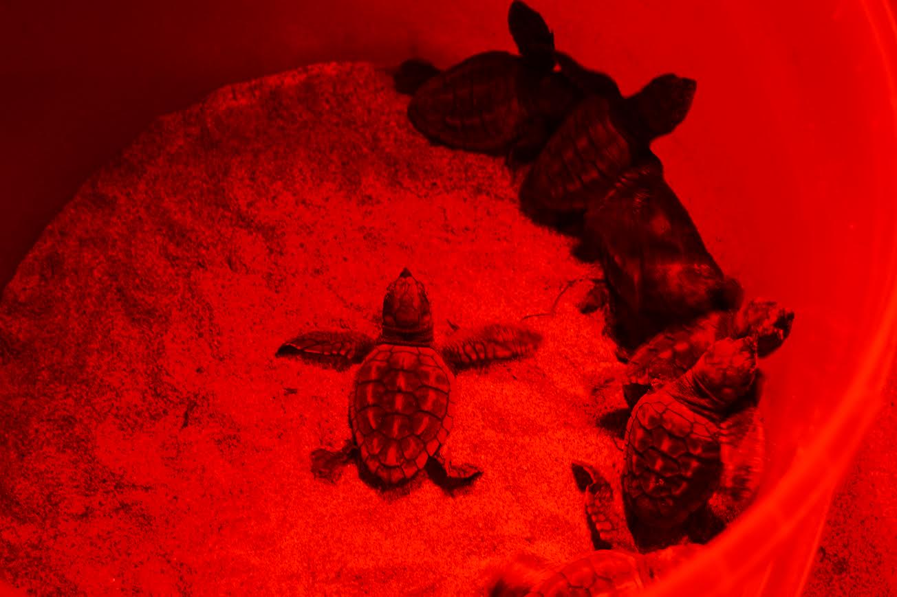 Parte de las tortugas nacidas durante este mes de septiembre en La Manga. P. García/ANSE