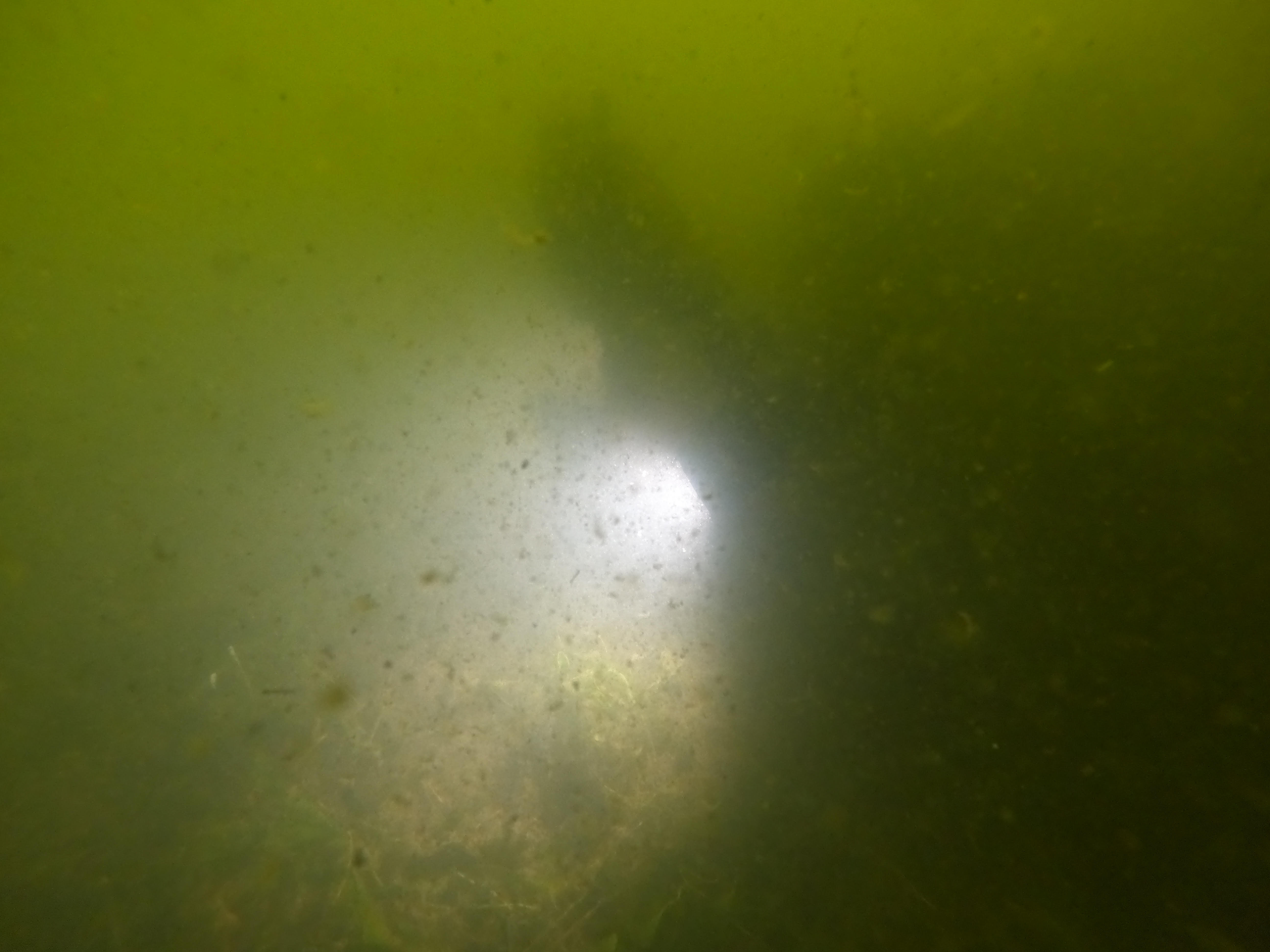 Situación de los fondos de la cubeta norte, a 6 m de profundidad, el 01 de octubre. Imagen: P. García/ANSE