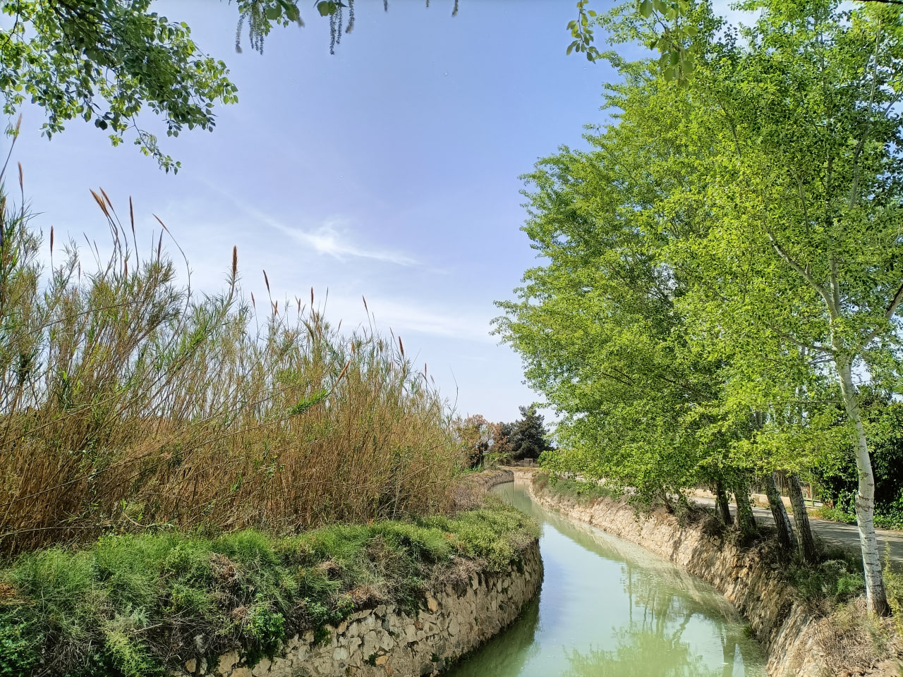 Arbolado de ribera en la acequia mayor de Aljufía de Murcia. Foto: Huermur